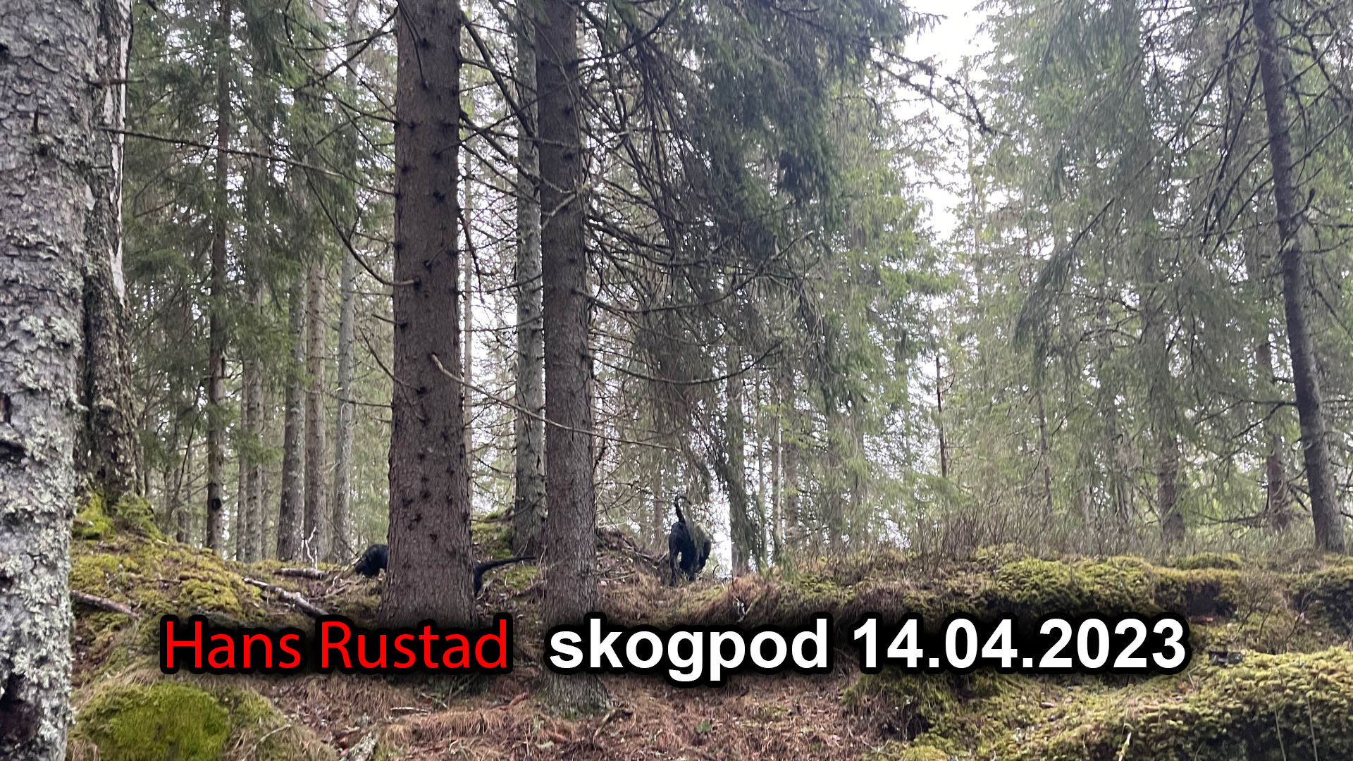 Skogpod 14. april: Still ikke ditt lys under en skjeppe&nbsp;<span>(+)</span>