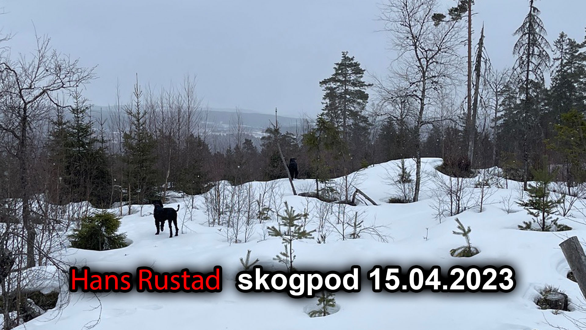Skogpod 15. april 2023 Oberstkuppet&nbsp;<span>(+)</span>