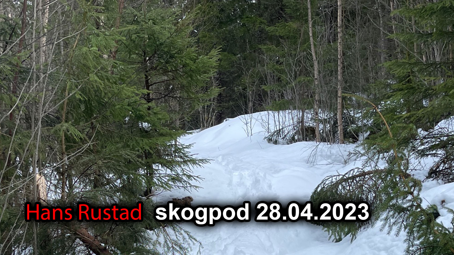 Skogpod 28. april 2023&nbsp;<span>(+)</span>