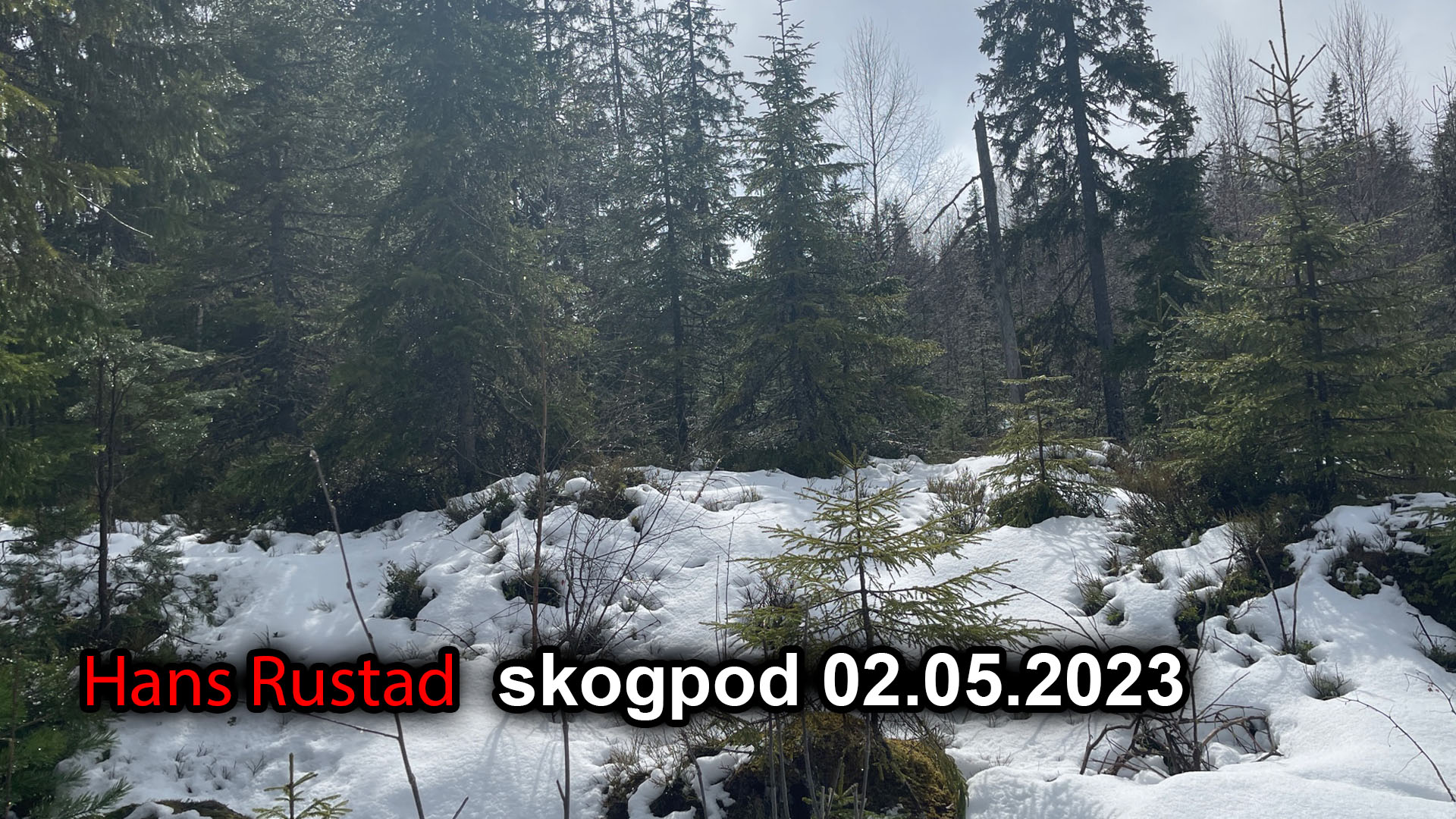 Skogpod 2. mai 2023&nbsp;<span>(+)</span>
