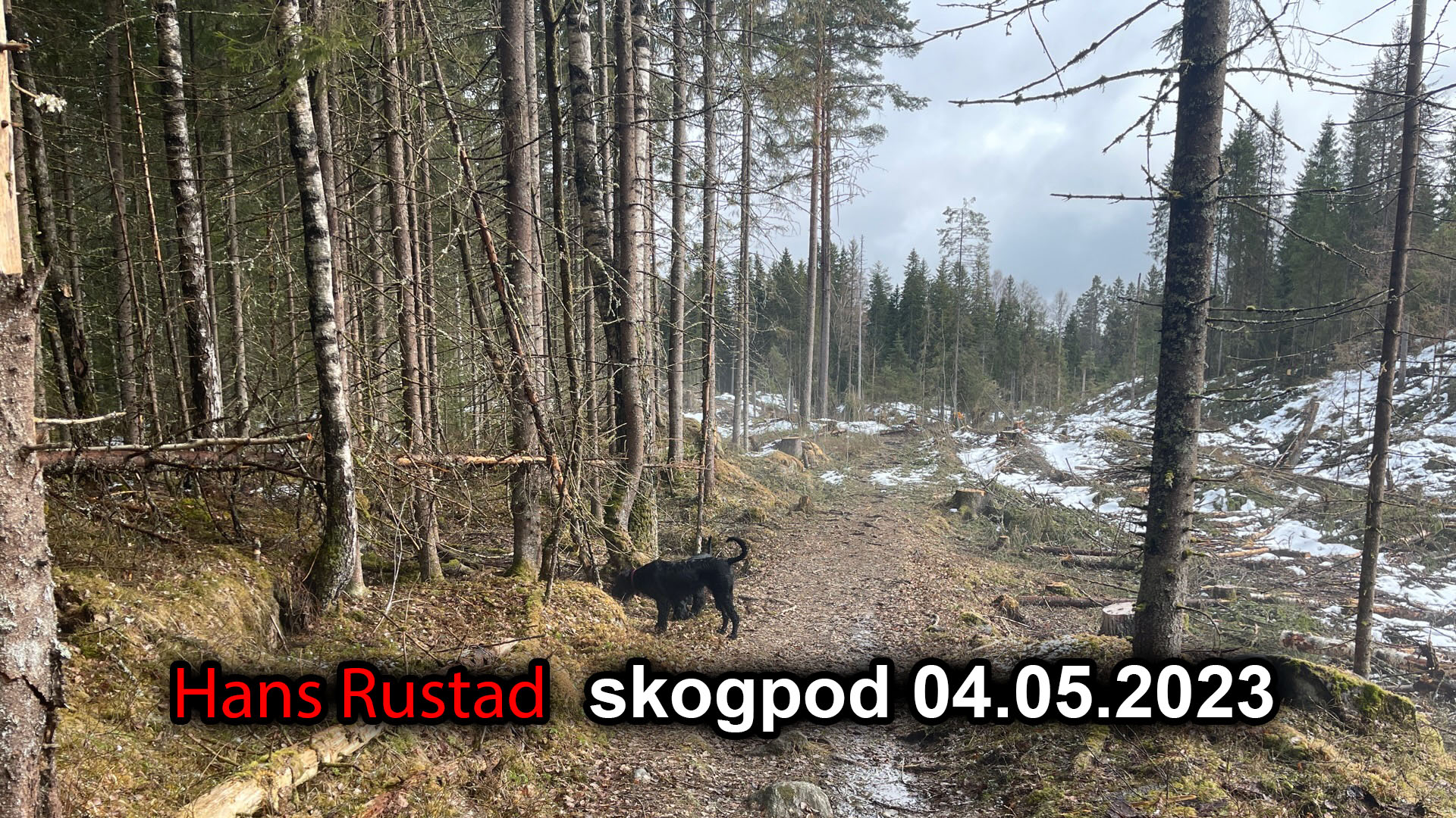 Skogpod 4. mai 2023&nbsp;<span>(+)</span>