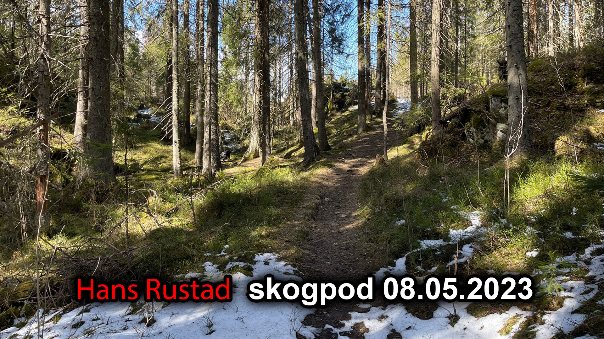 Skogpod 8. mai 2023: Briljant i det ene øyeblikk, stutdum i det neste&nbsp;<span>(+)</span>