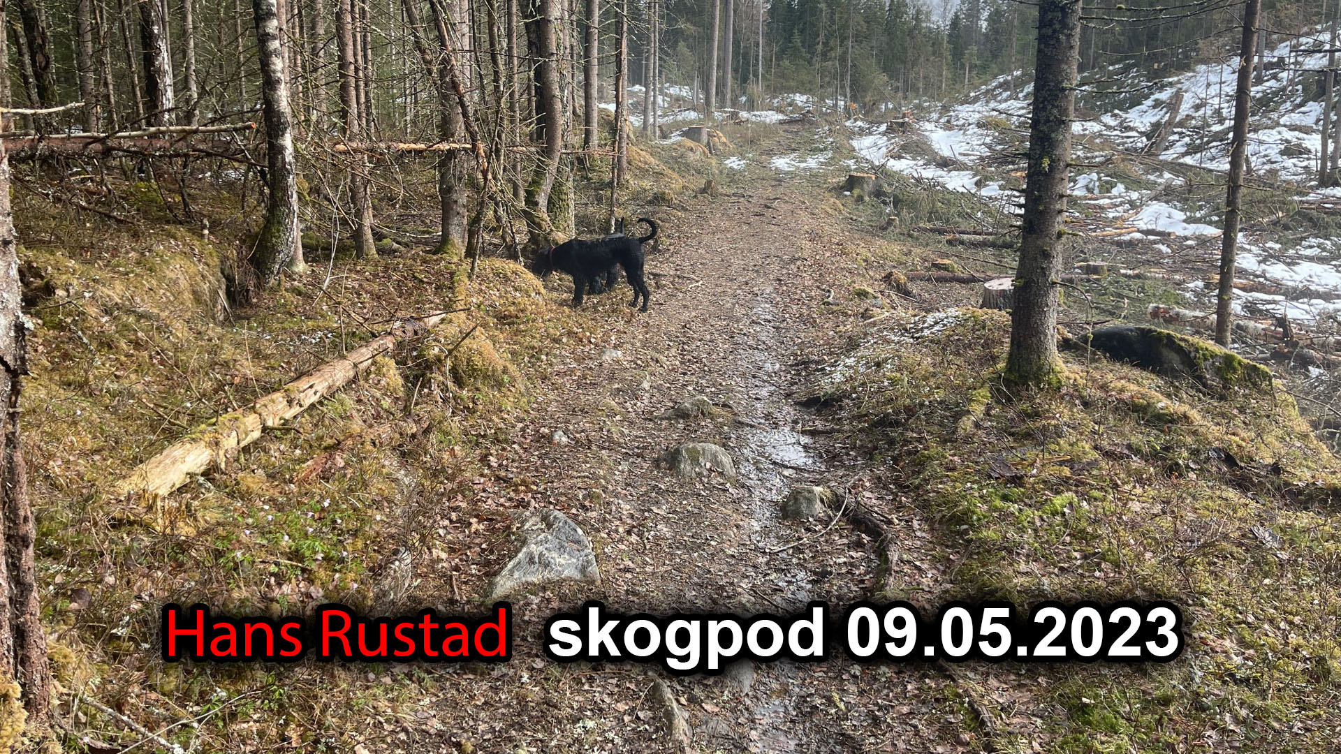 Skogpod 9. mai 2023&nbsp;<span>(+)</span>