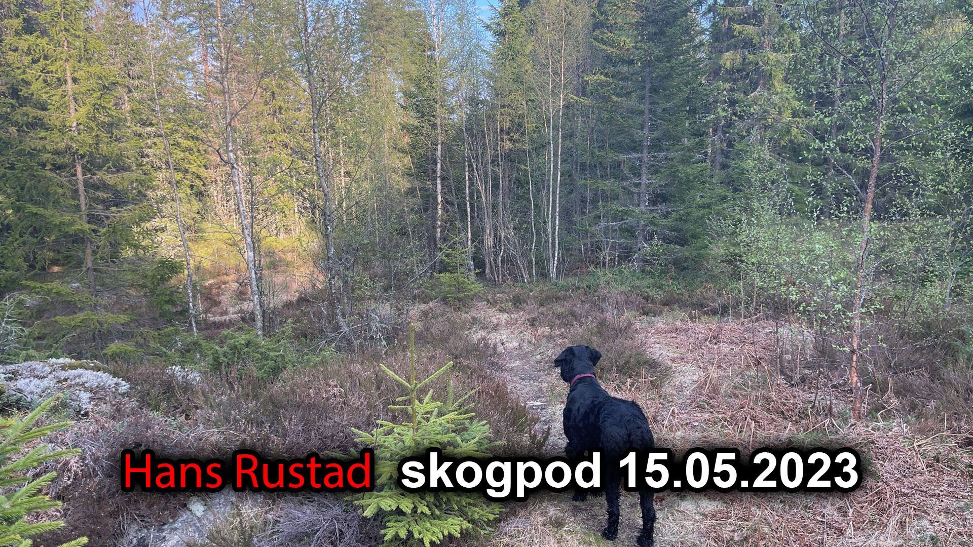 Skogpod 15. mai 2023&nbsp;<span>(+)</span>