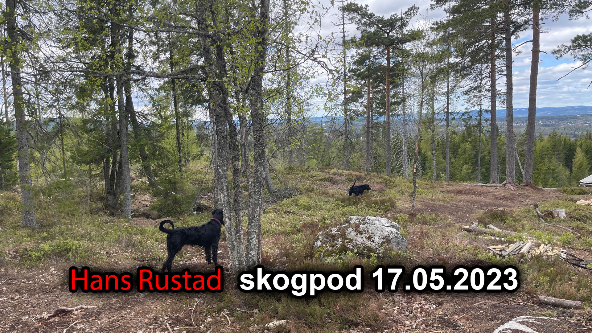 Skogpod 17. mai 2023&nbsp;<span>(+)</span>