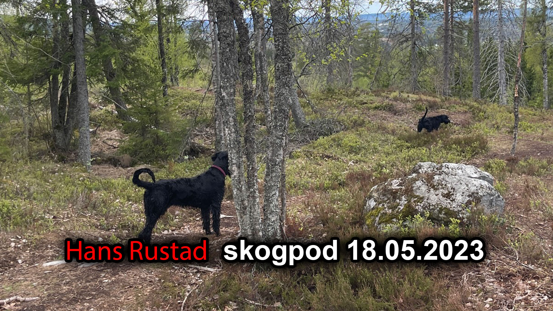 Skogpod 18. mai 2023&nbsp;<span>(+)</span>