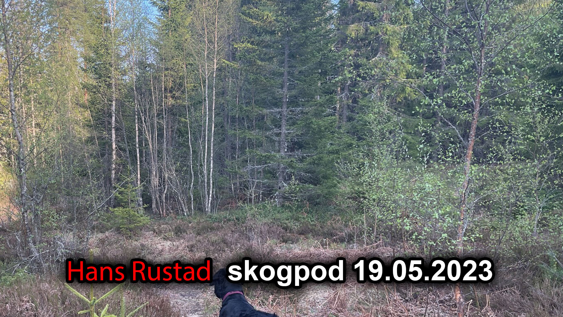 Skogpod 19. mai 2023&nbsp;<span>(+)</span>