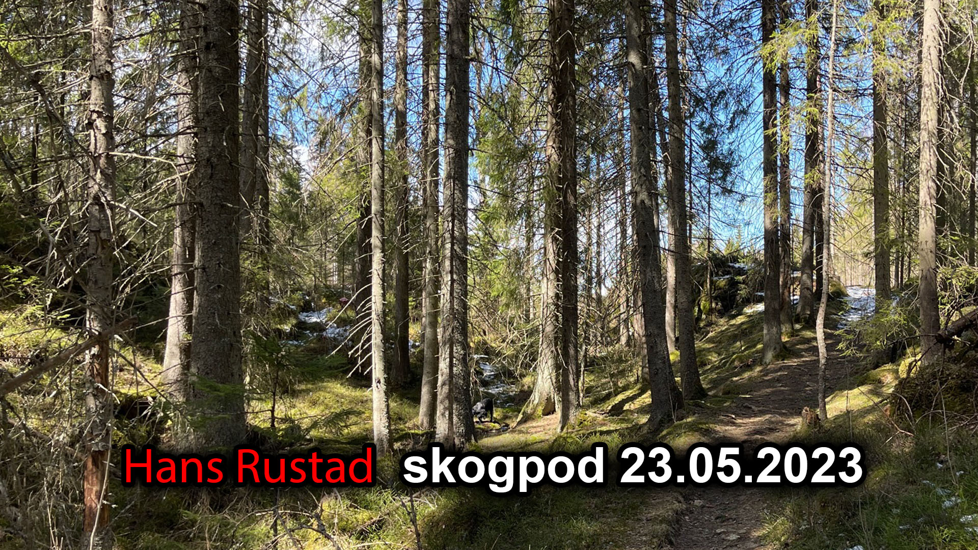 Skogpod 23. mai 2023: Mennesket er en vriompeis&nbsp;<span>(+)</span>