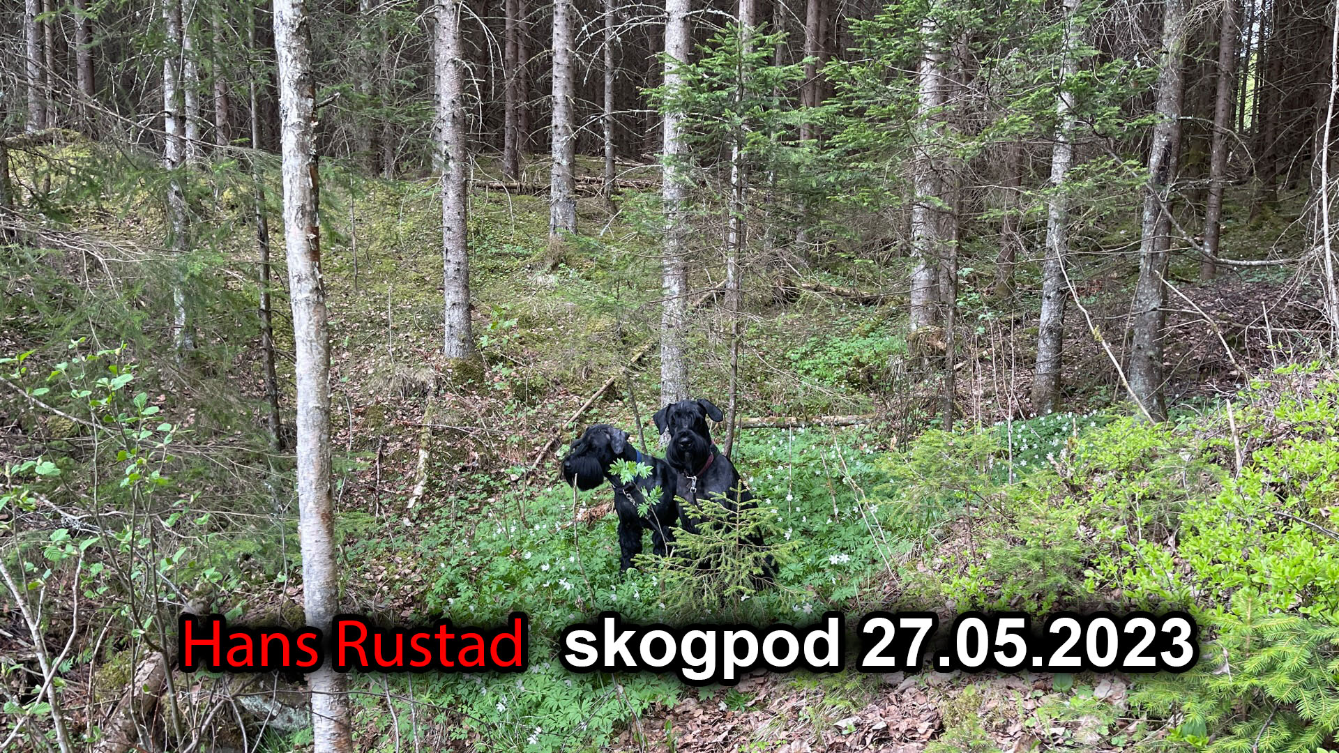 Skogpod 27. mai 2023&nbsp;<span>(+)</span>