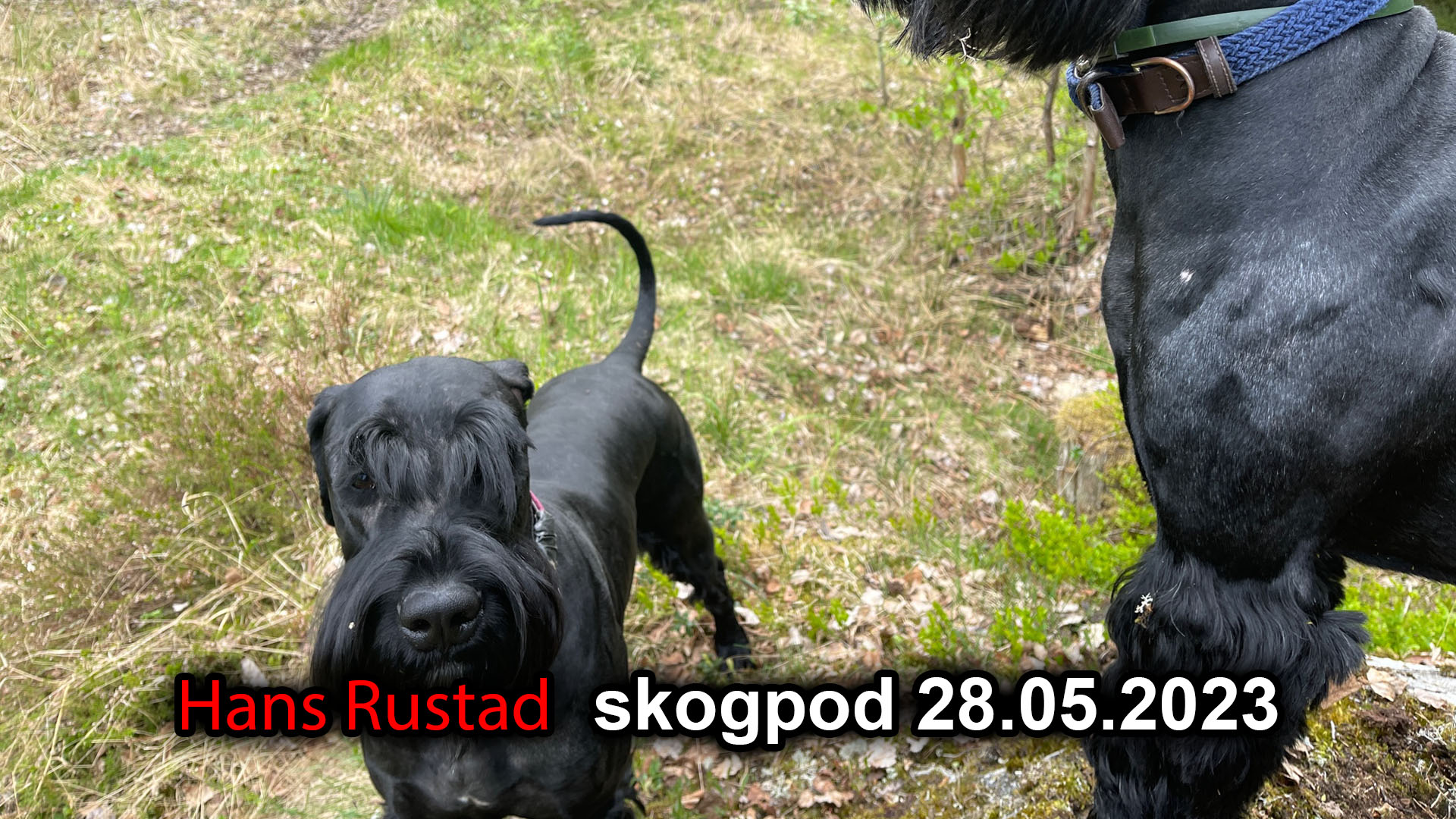 Skogpod 28. mai 2023 Ingen eier moralen&nbsp;<span>(+)</span>
