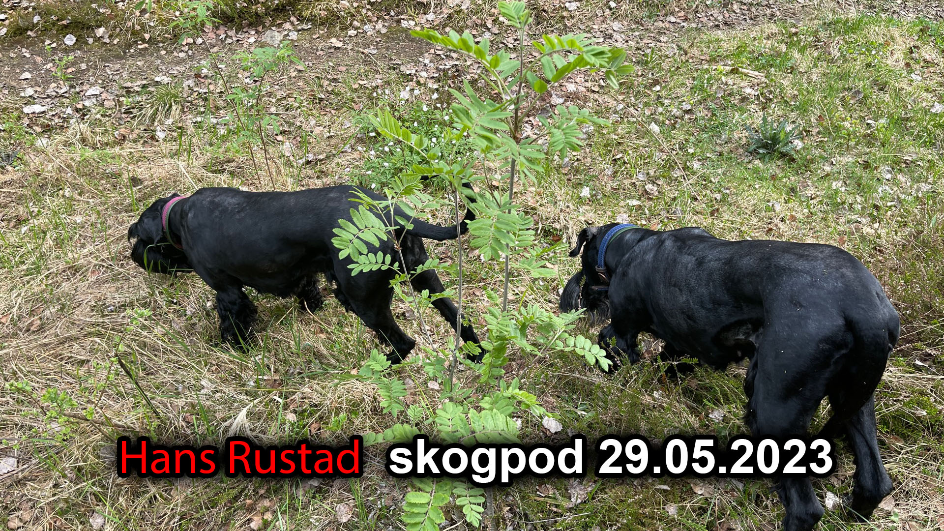 Skogpod 29. mai 2023&nbsp;<span>(+)</span>