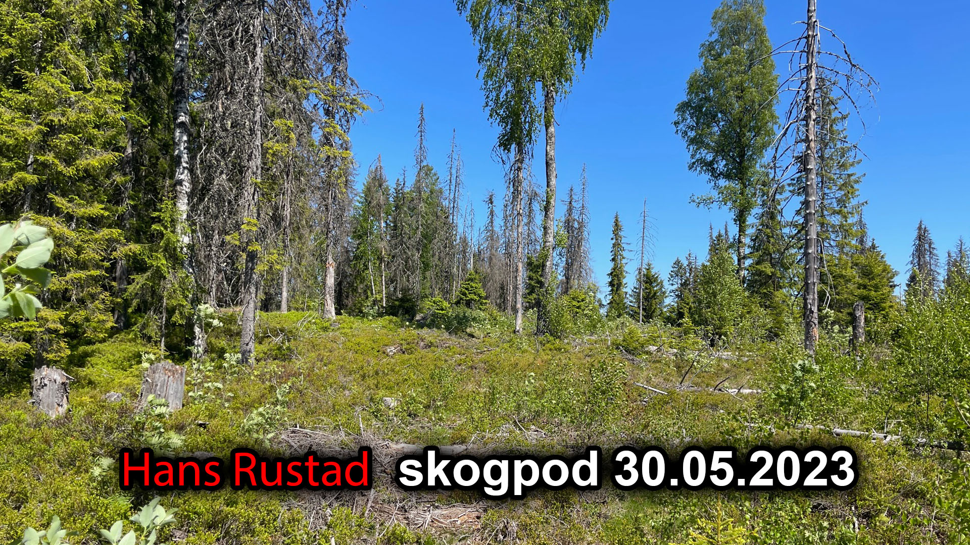 Skogpod 30. mai 2023&nbsp;<span>(+)</span>