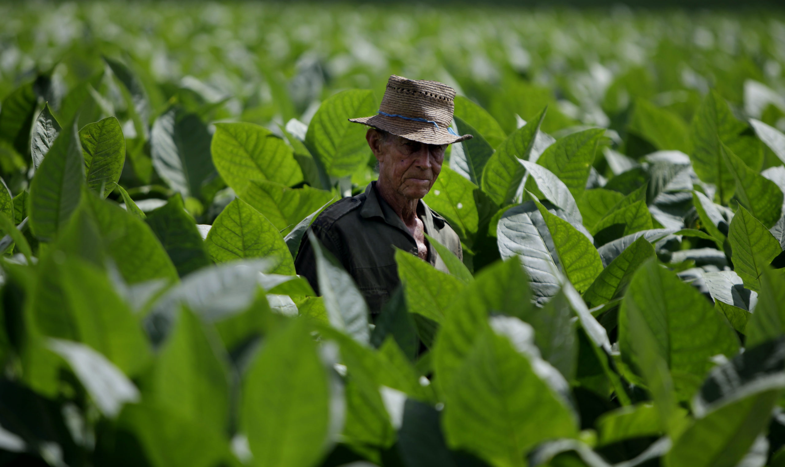 WHO til angrep på tobakksdyrking&nbsp;<span>(+)</span>