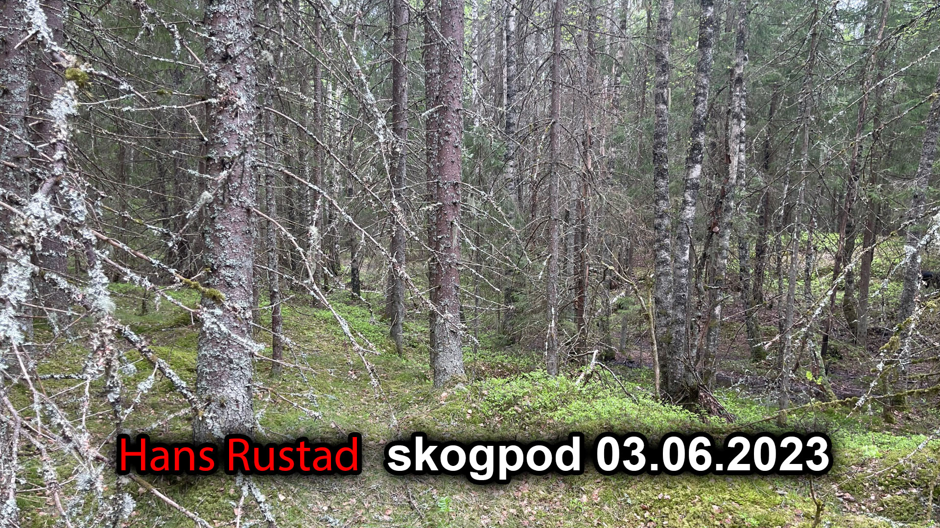 Skogpod 3. juni 2023&nbsp;<span>(+)</span>