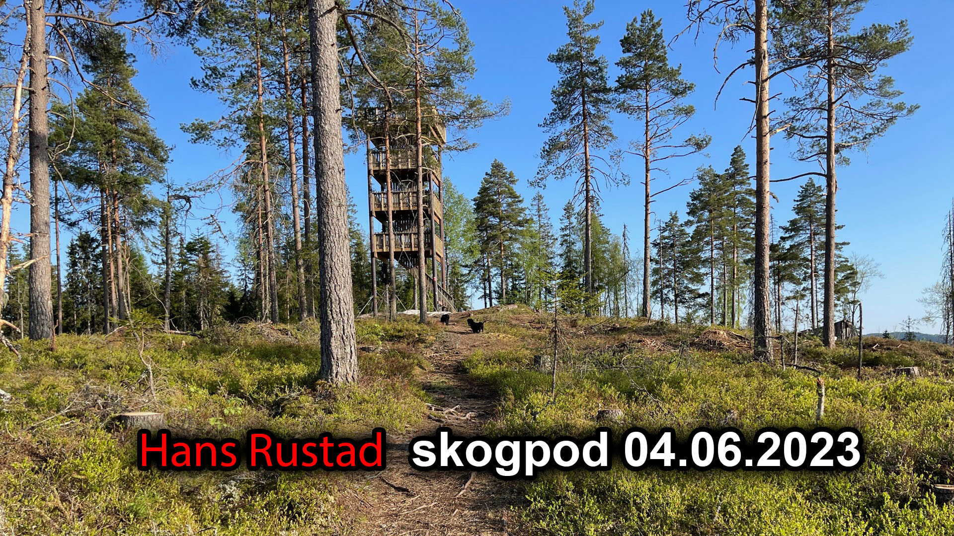 Skogpod 4. juni 2023&nbsp;<span>(+)</span>