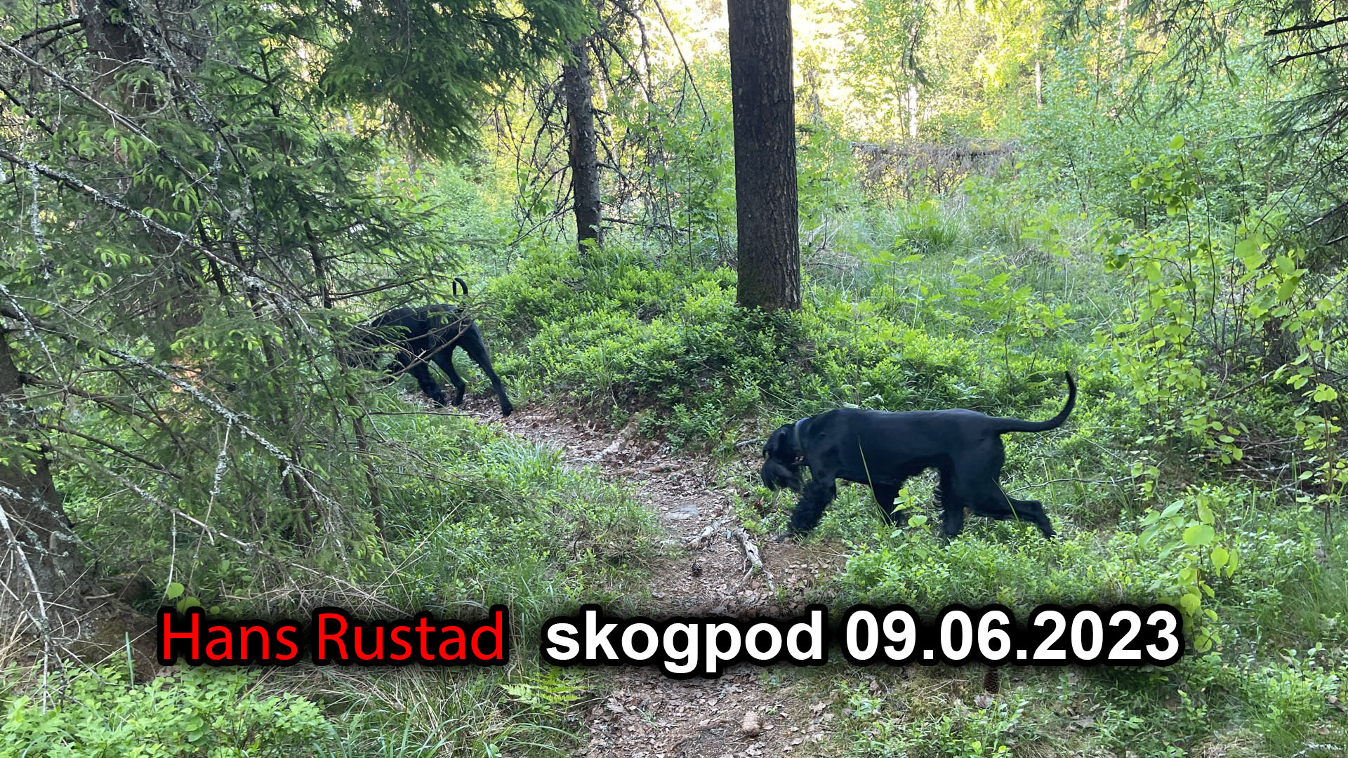 Skogpod 9. juni 2023&nbsp;<span>(+)</span>