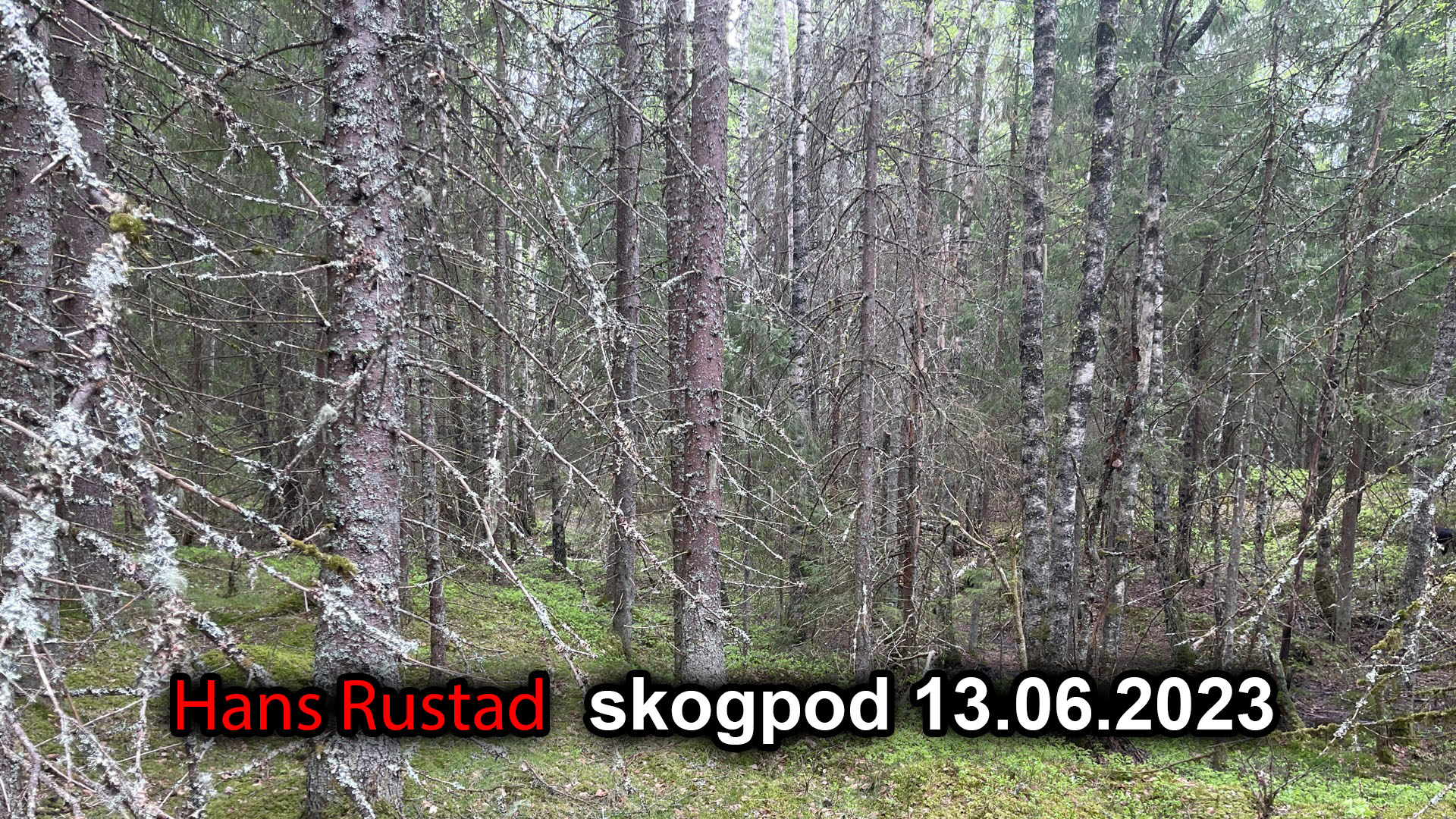 Skogpod 13. juni 2023&nbsp;<span>(+)</span>