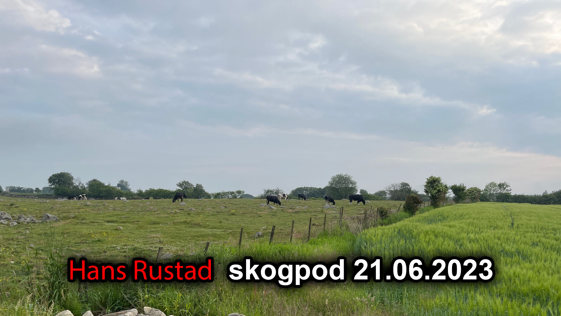 Skogpod 21. juni 2023: Sentrering&nbsp;<span>(+)</span>