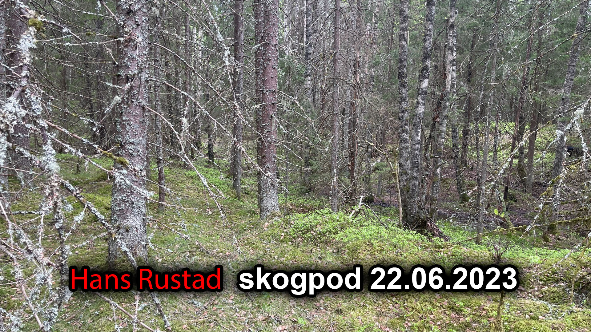Skogpod 22. juni 2023&nbsp;<span>(+)</span>
