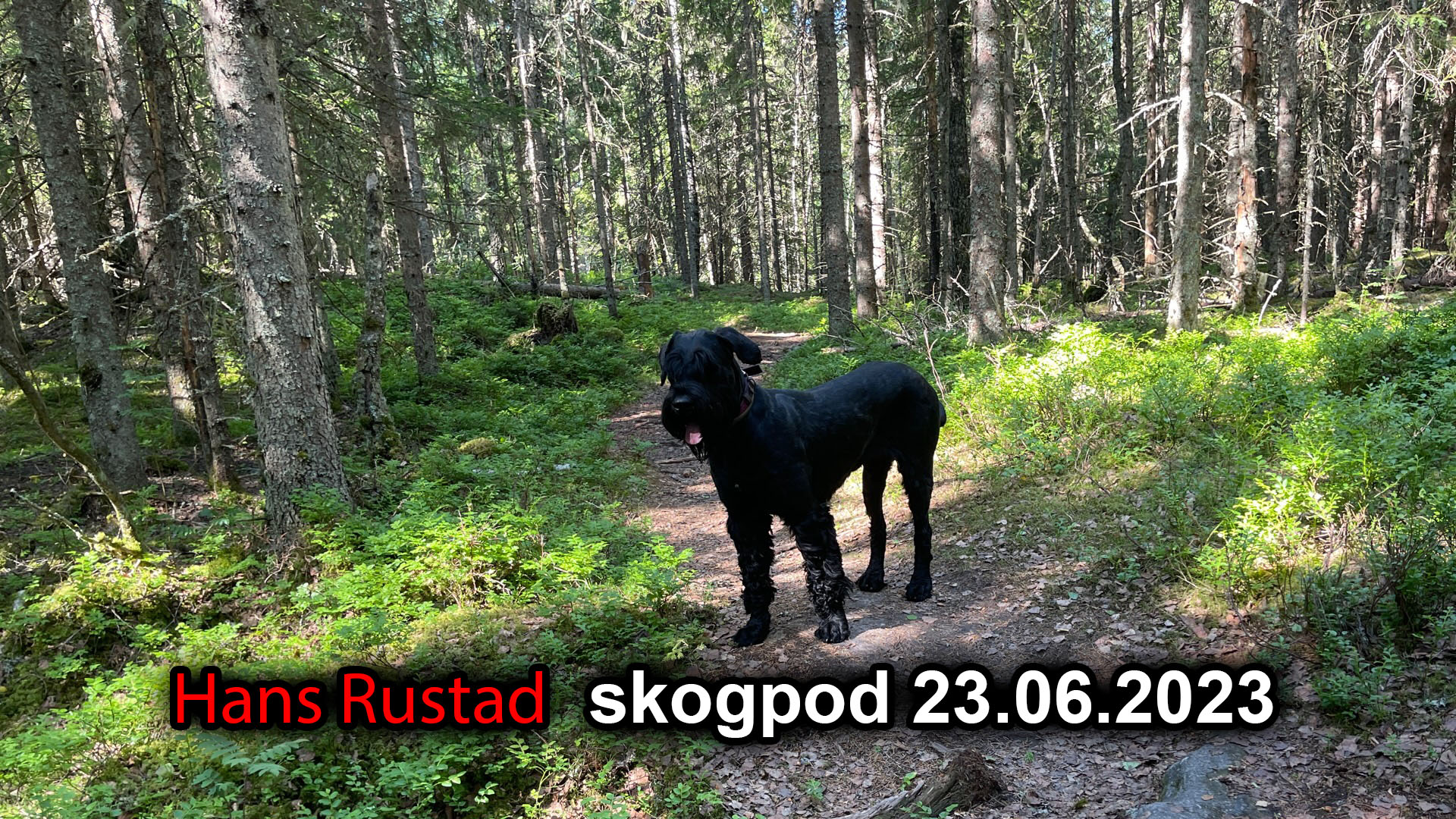 Skogpod 23. juni 2023&nbsp;<span>(+)</span>
