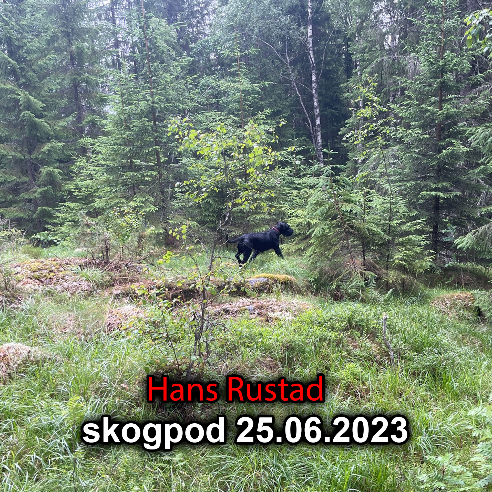 Skogpod 25. juni 2023&nbsp;<span>(+)</span>