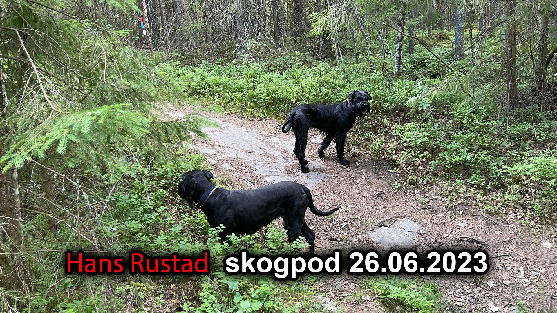Skogpod 26. juni 2023&nbsp;<span>(+)</span>