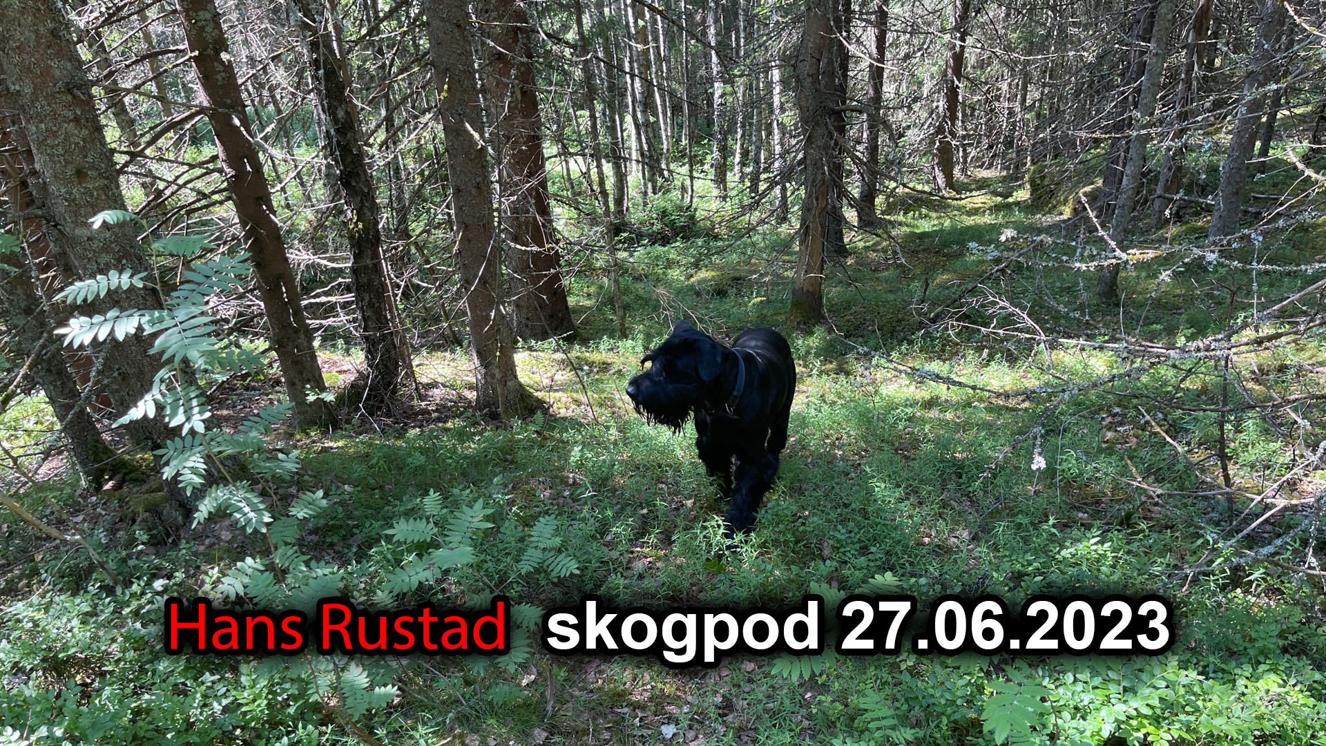 Skogpod 27. juni 2023&nbsp;<span>(+)</span>