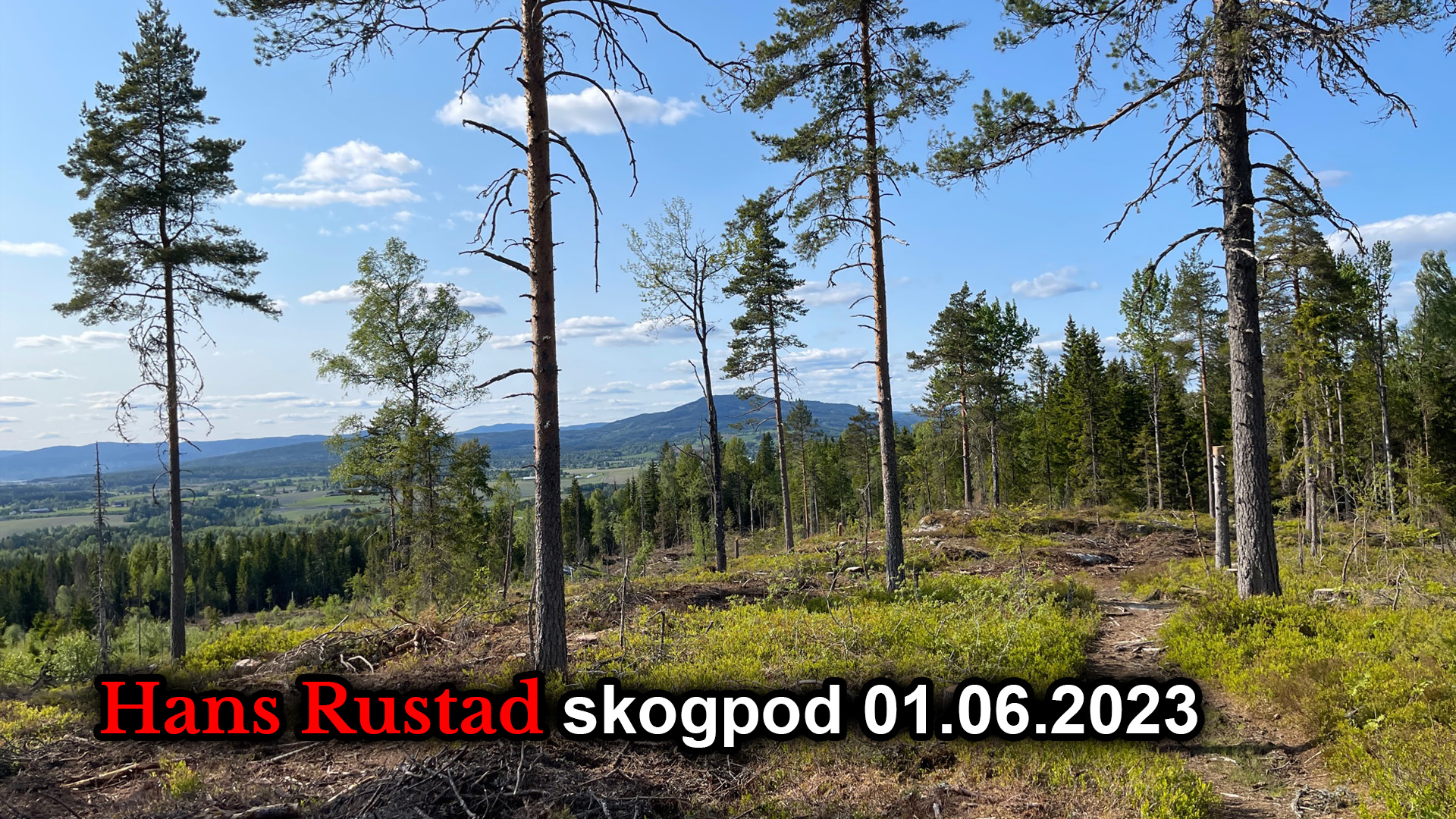 Skogpod 1. juni, 2023&nbsp;<span>(+)</span>
