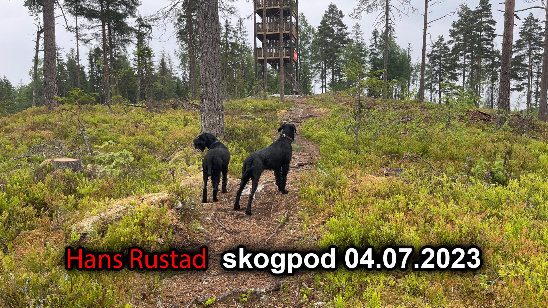 Skogpod 04. Juli 2023&nbsp;<span>(+)</span>
