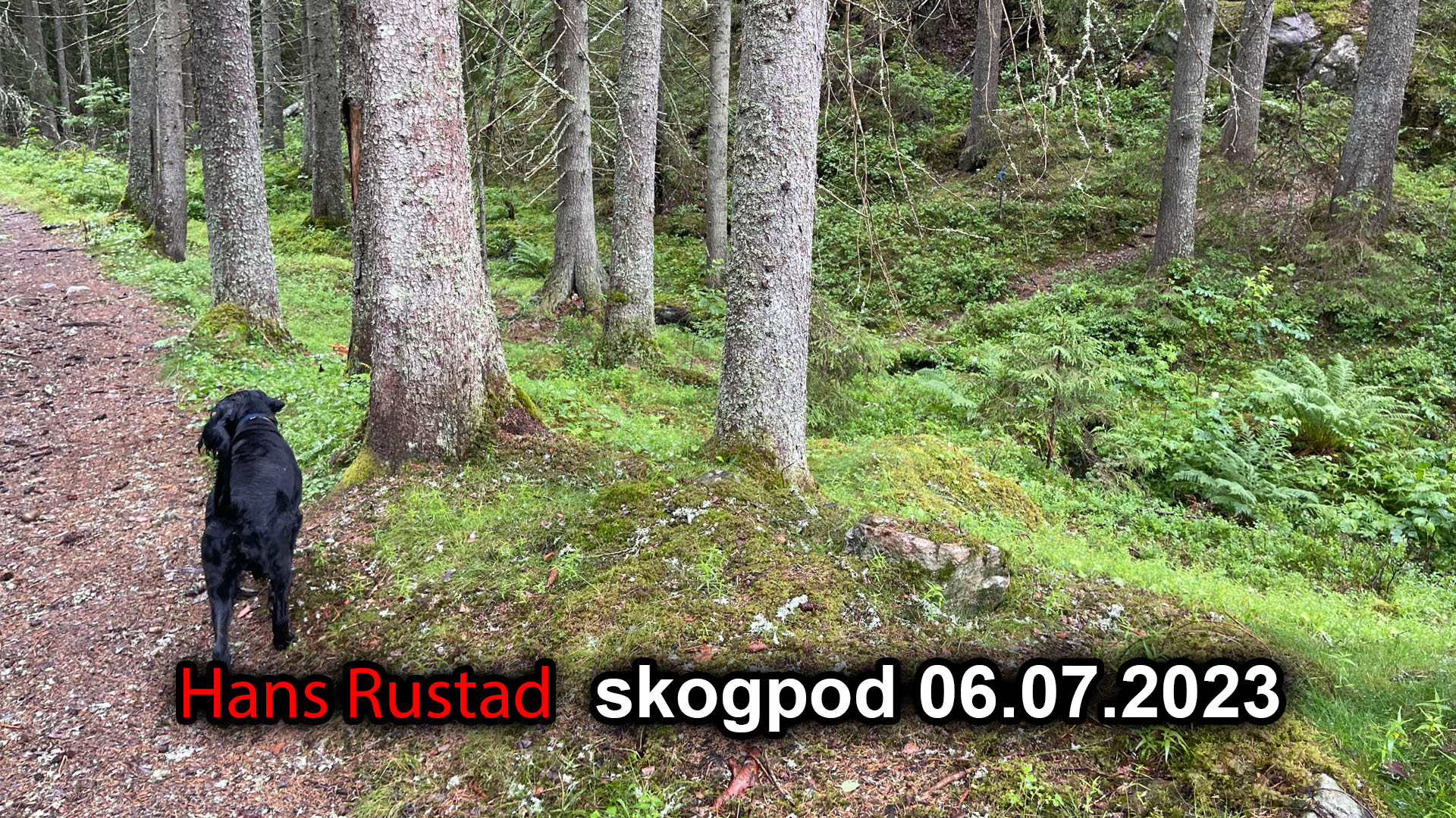 Skogpod 06. juli 2023&nbsp;<span>(+)</span>