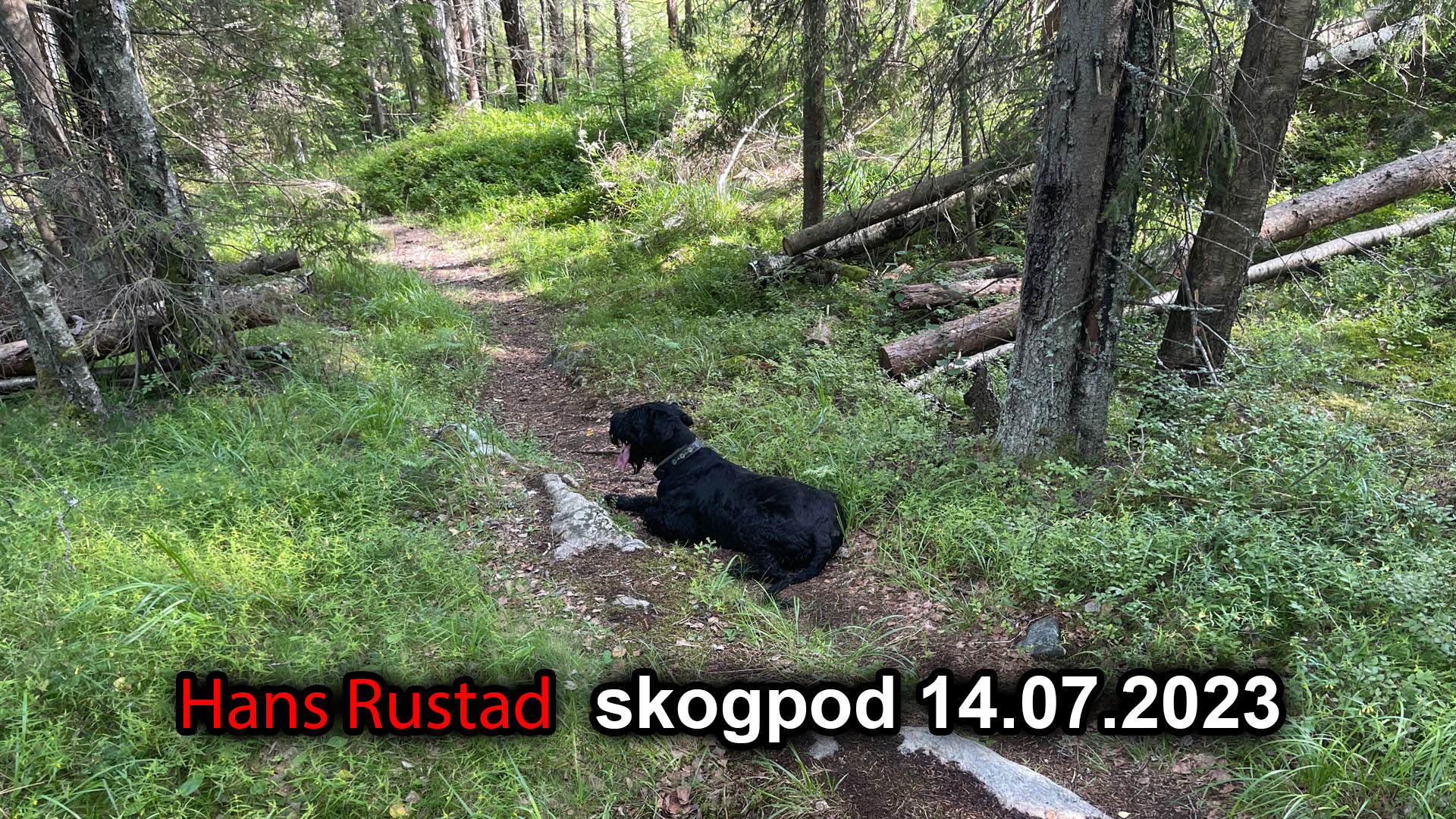 Skogpod 14. juli 2023&nbsp;<span>(+)</span>