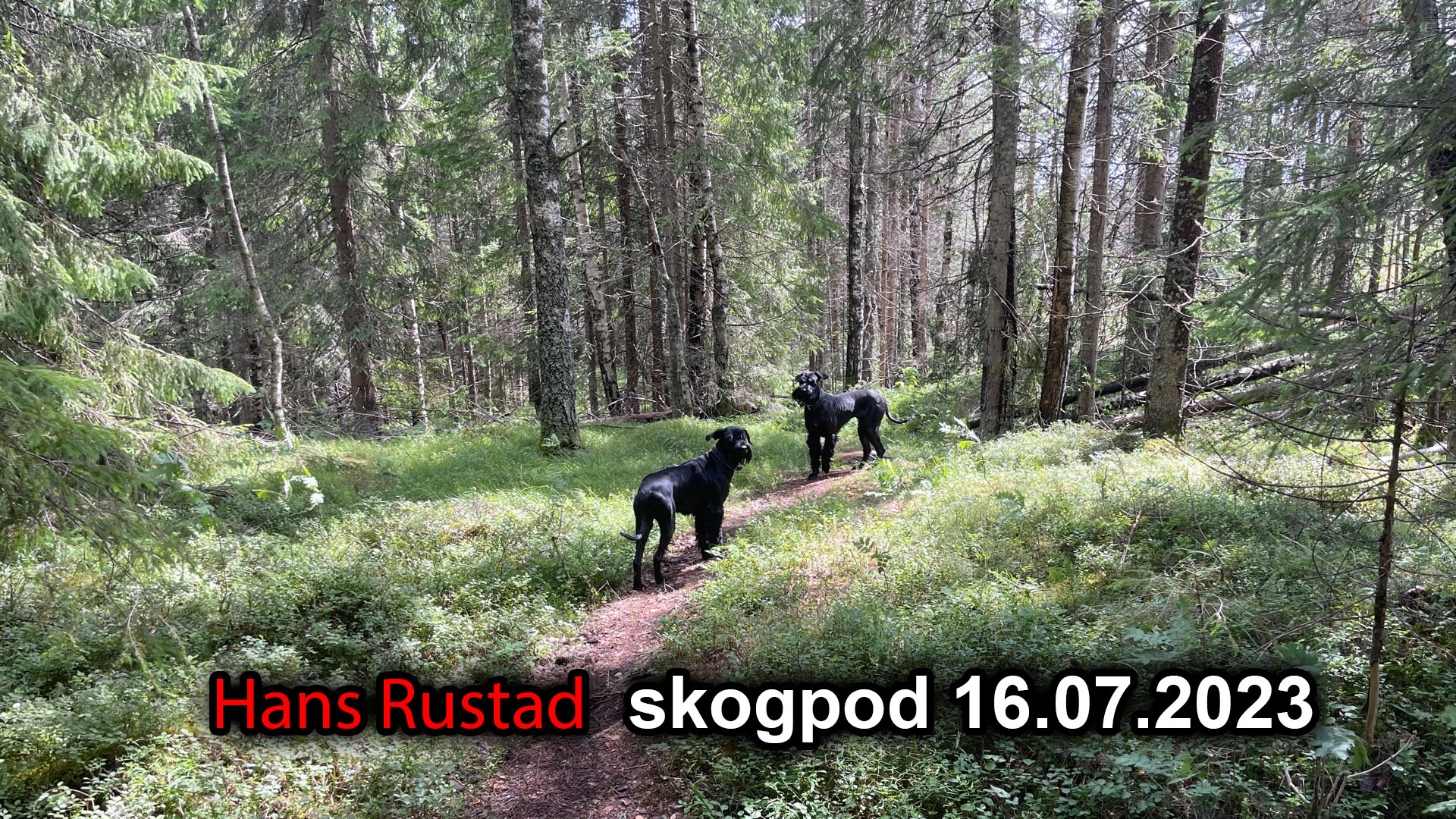 Skogpod 16. juli 2023: Trump, Tucker, Glenn Beck og straffen er på vei!&nbsp;<span>(+)</span>