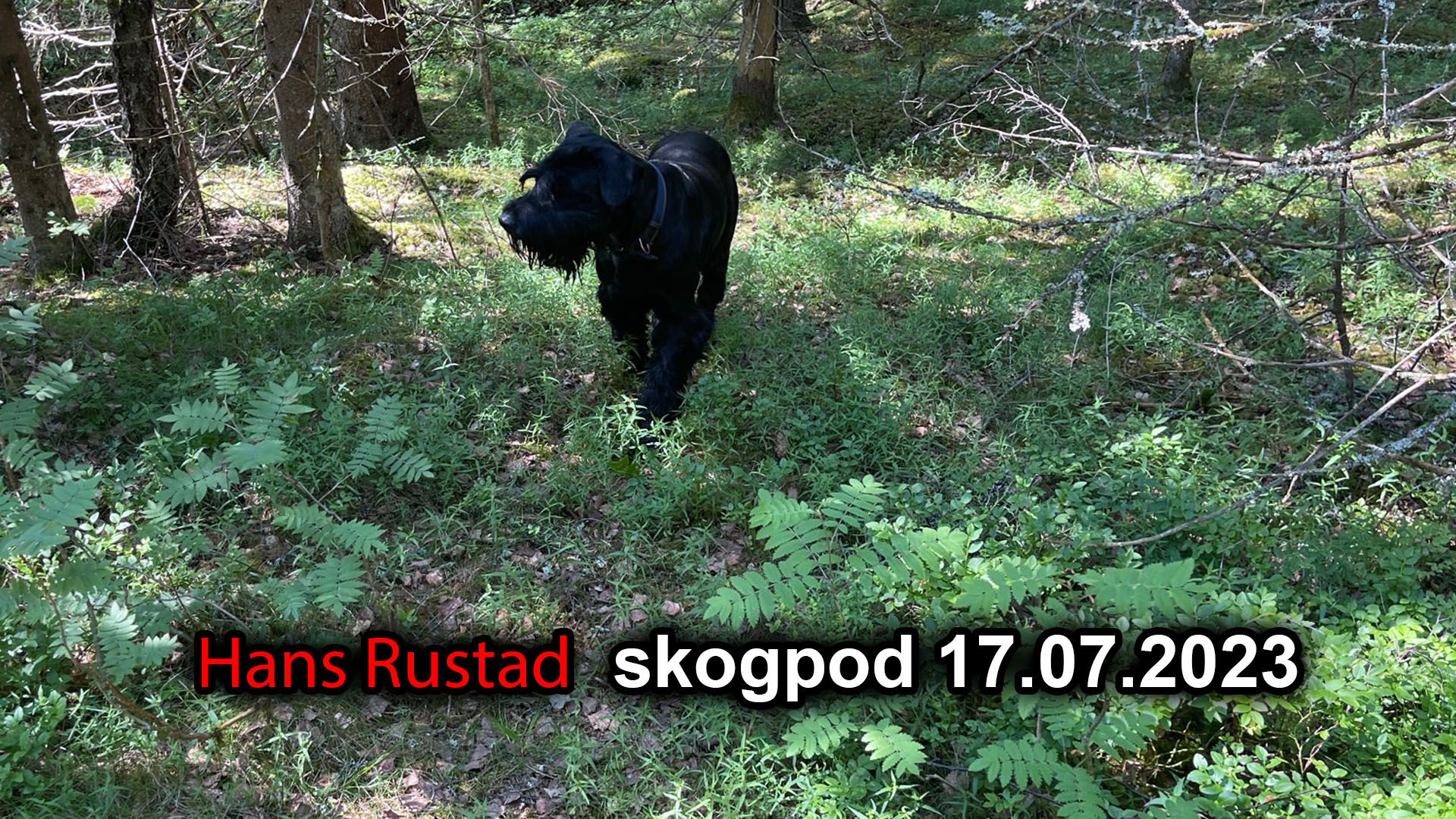 Skogpod 17. juli 2023: De leker med ilden, men vil ikke vite hva ild er!&nbsp;<span>(+)</span>