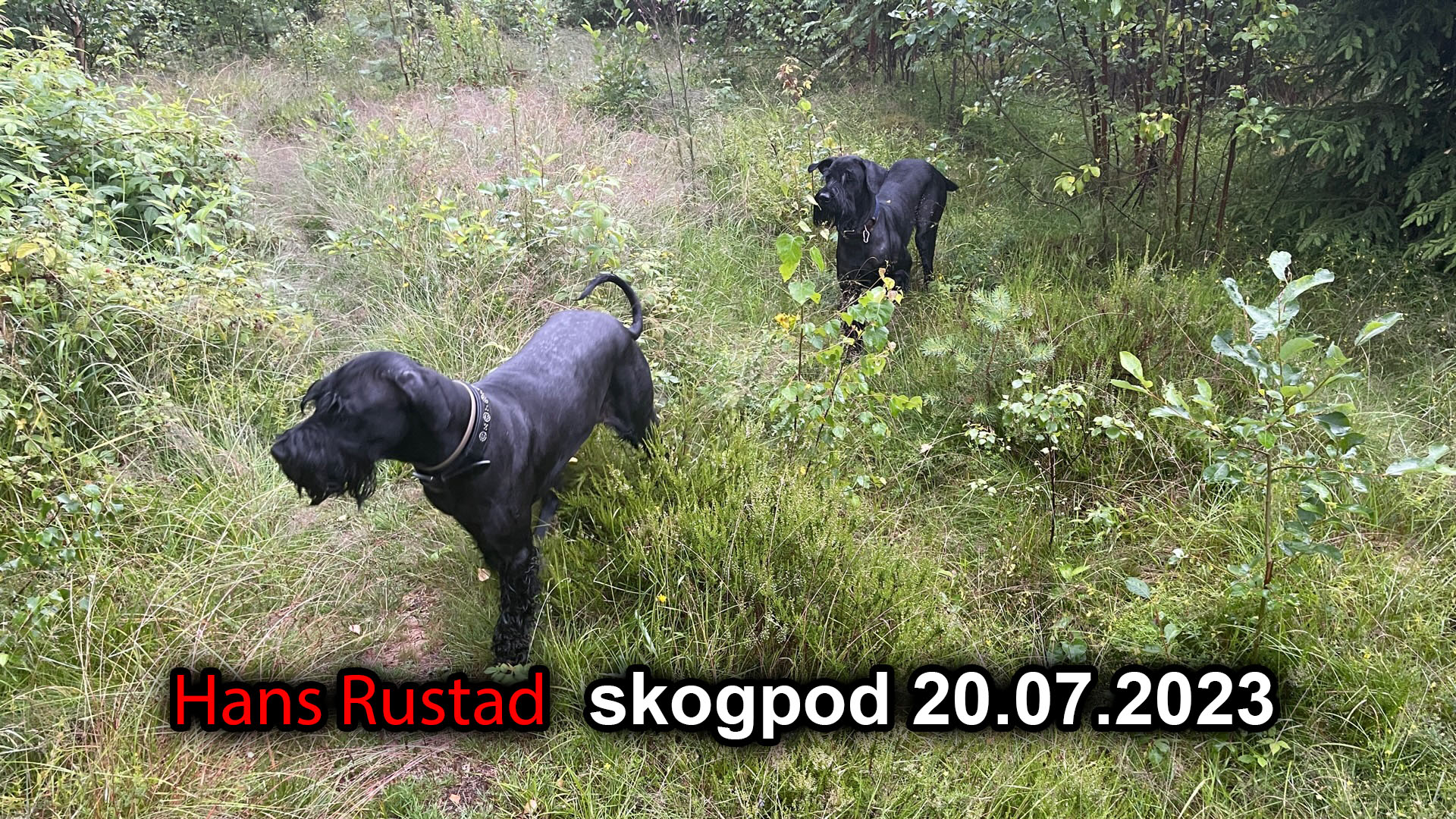 Skogpod 20. juli 2023&nbsp;<span>(+)</span>