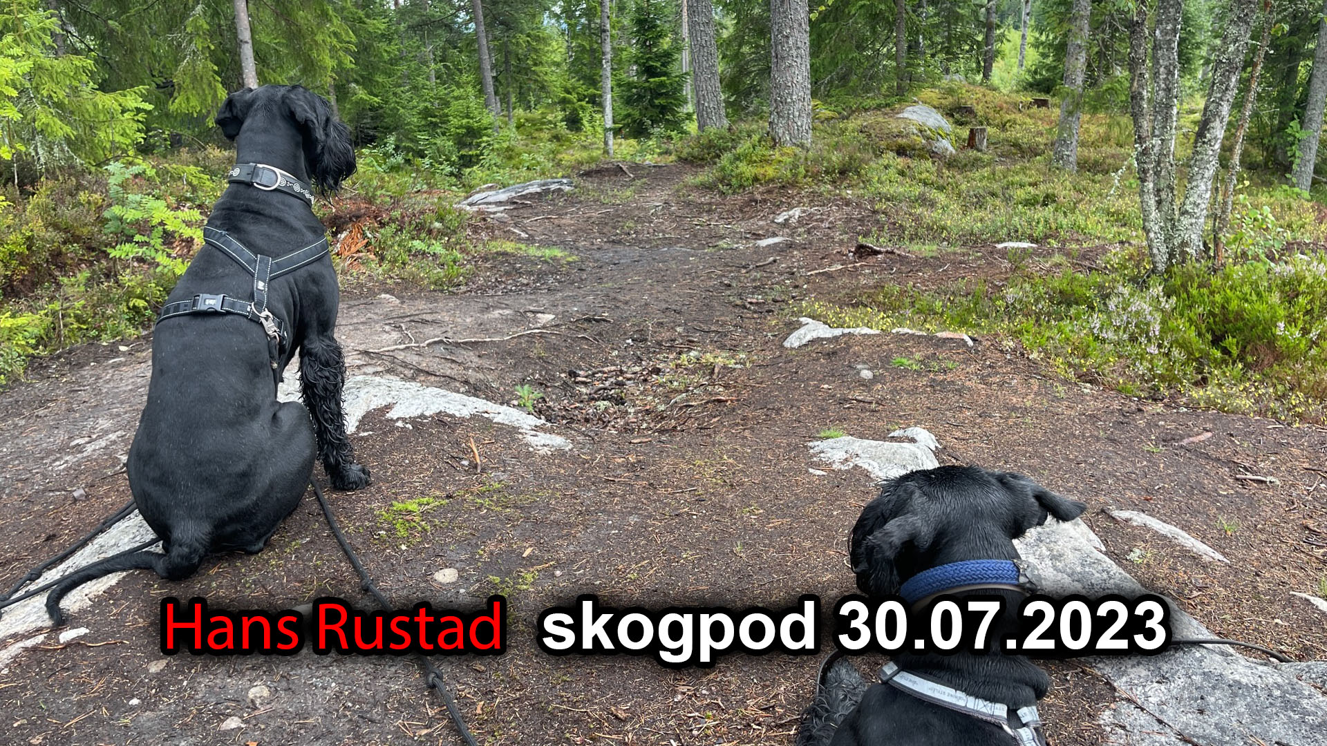 Skogpod 30. juli 2023&nbsp;<span>(+)</span>