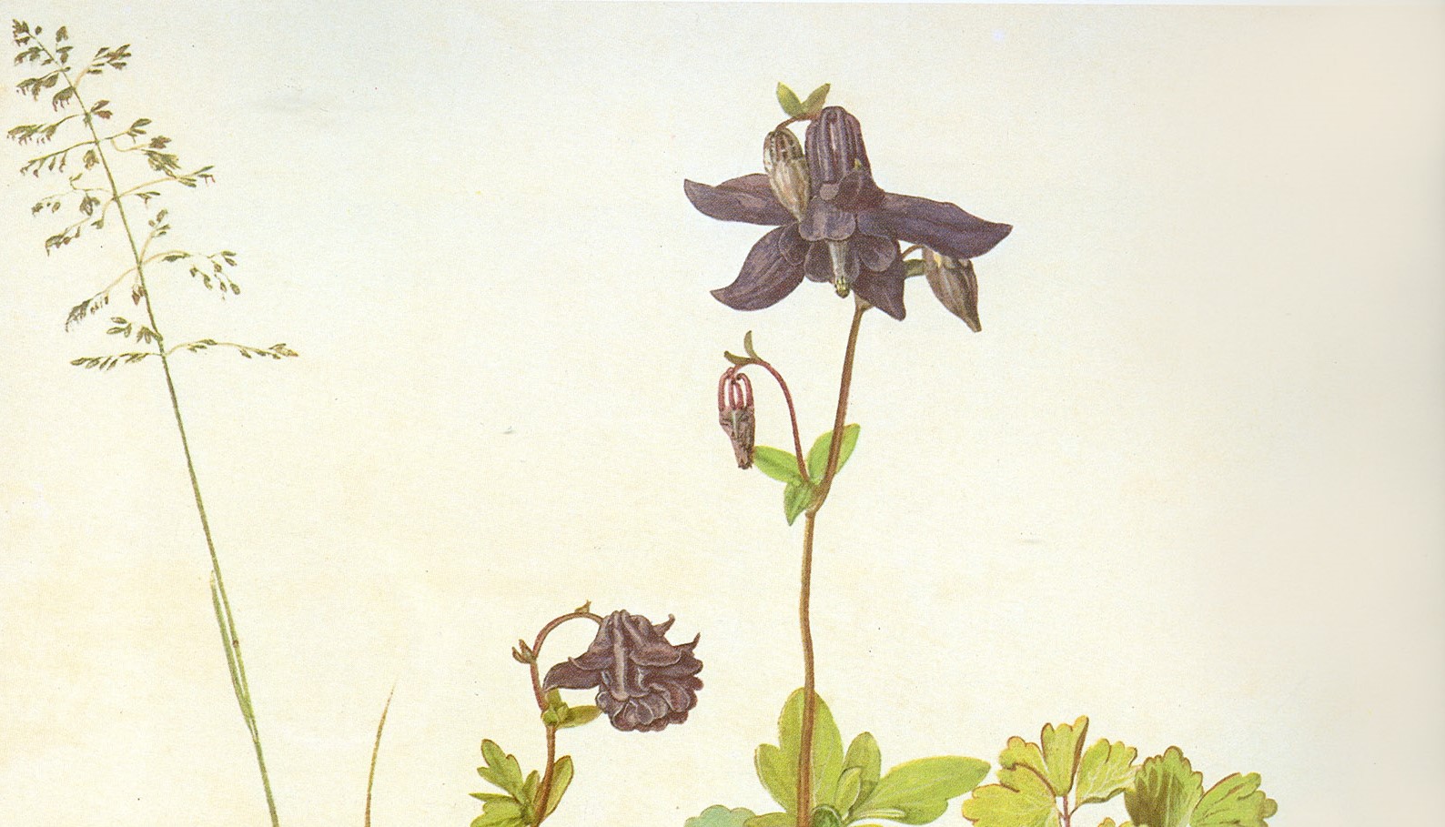 Aquilegia vulgaris (c.1495-1500)&nbsp;<span>(+)</span>