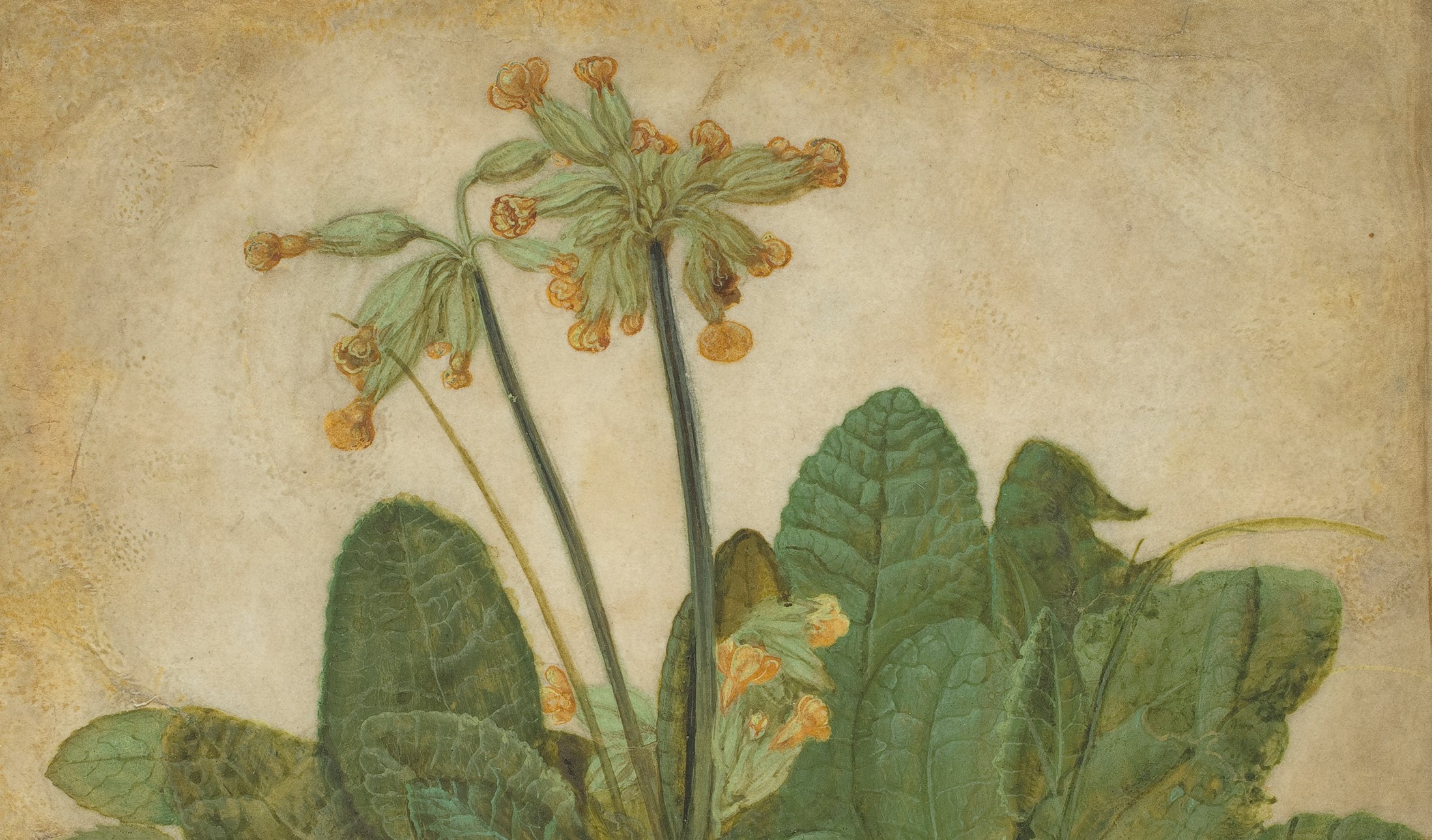Primula veris (1526)&nbsp;<span>(+)</span>