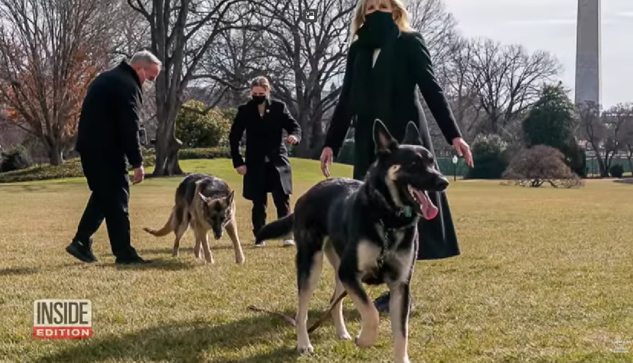 The Bite House: Presidentens hund har bitt ti Secret Service-agenter&nbsp;<span>(+)</span>