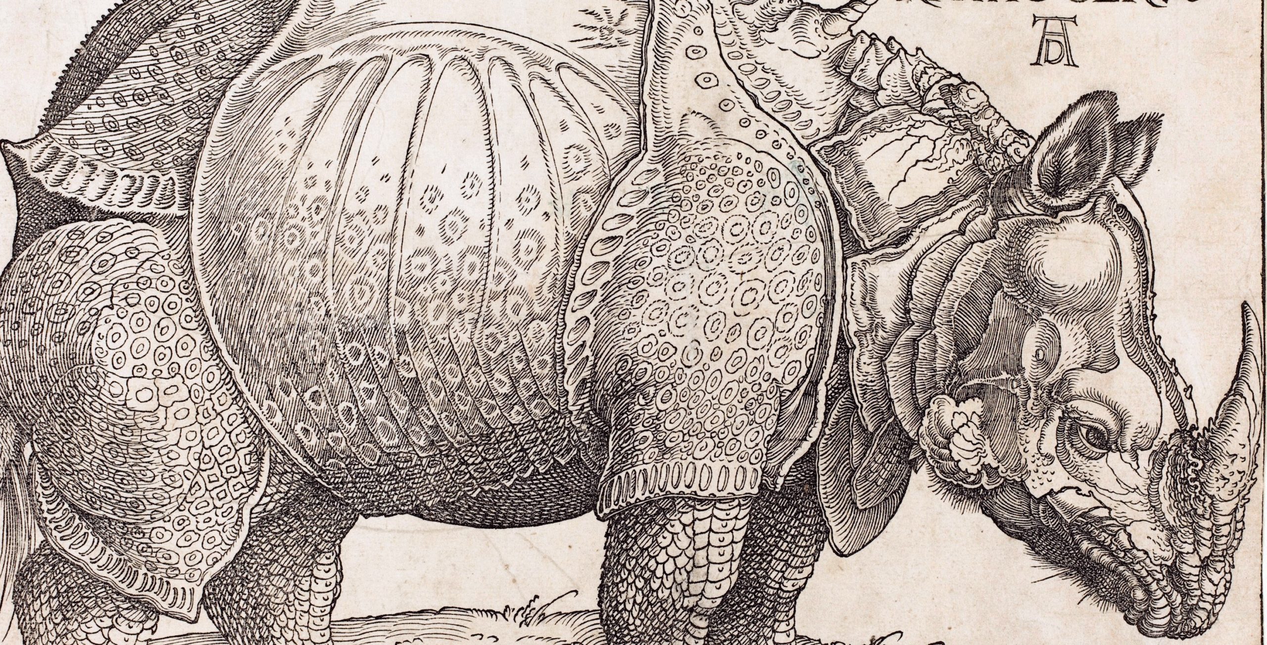 Rhinoceros unicornis - Indisk neshorn (1515)&nbsp;<span>(+)</span>