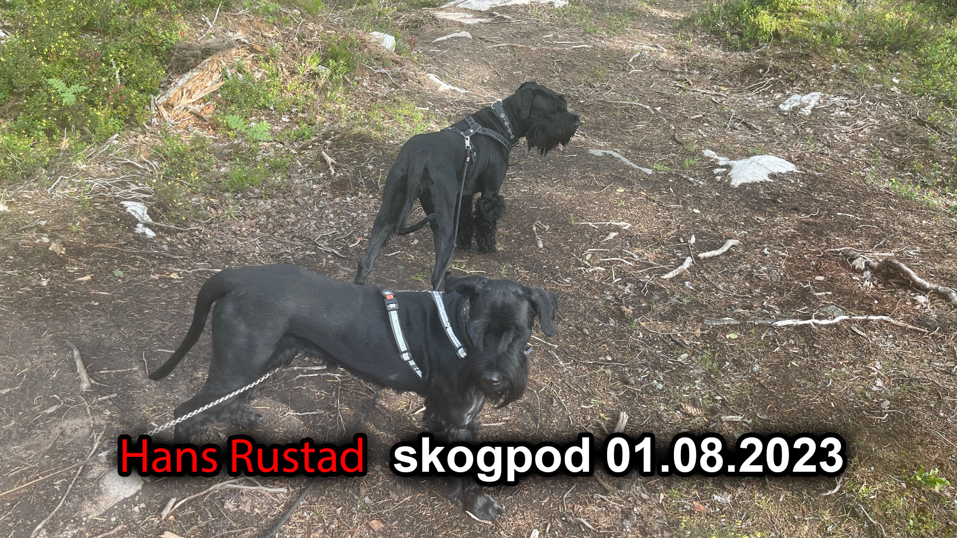 Skogpod 1. august 2023: Vertigo svimmelhet ved store høyder&nbsp;<span>(+)</span>