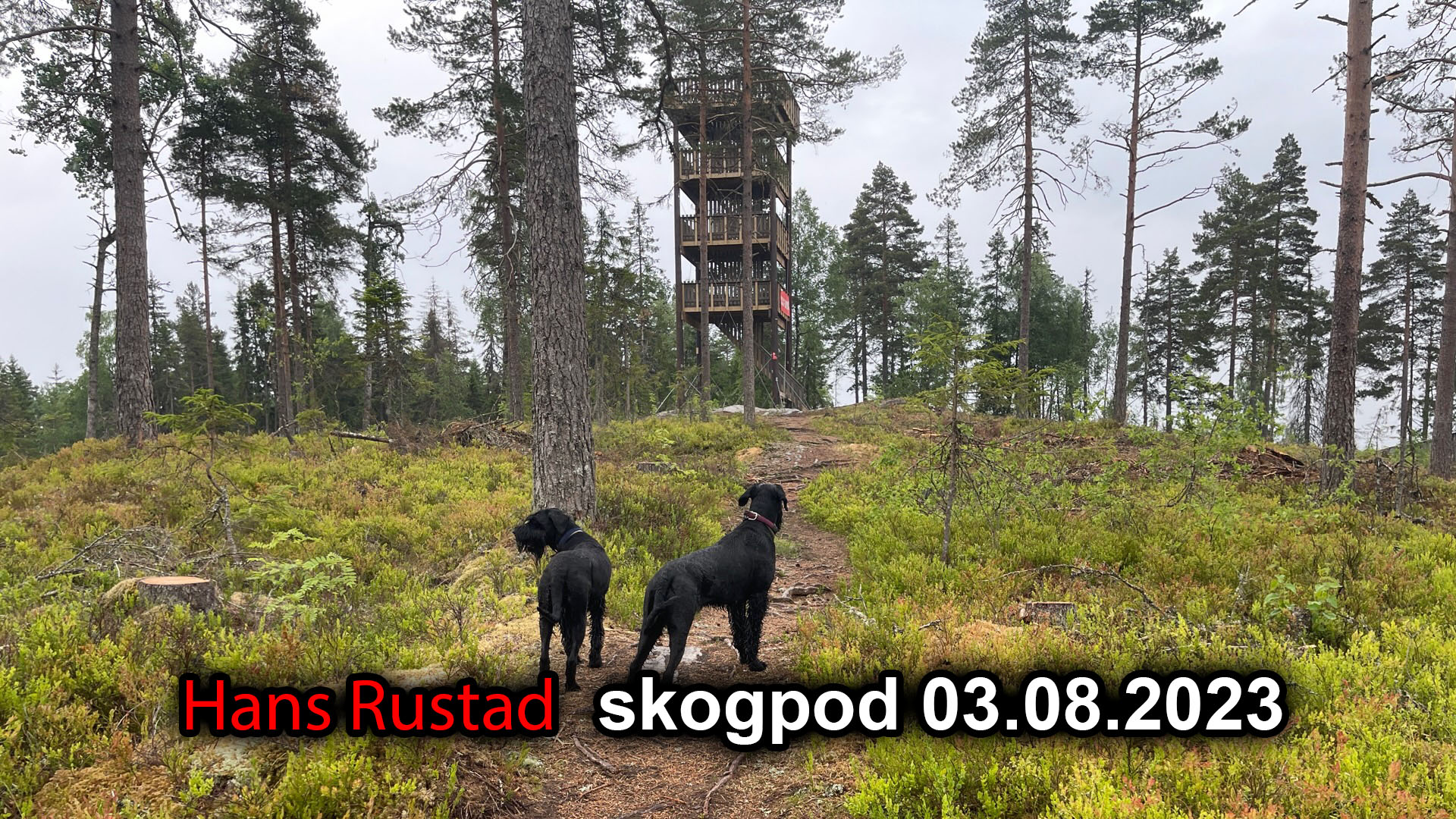 Skogpod 03. august 2023&nbsp;<span>(+)</span>