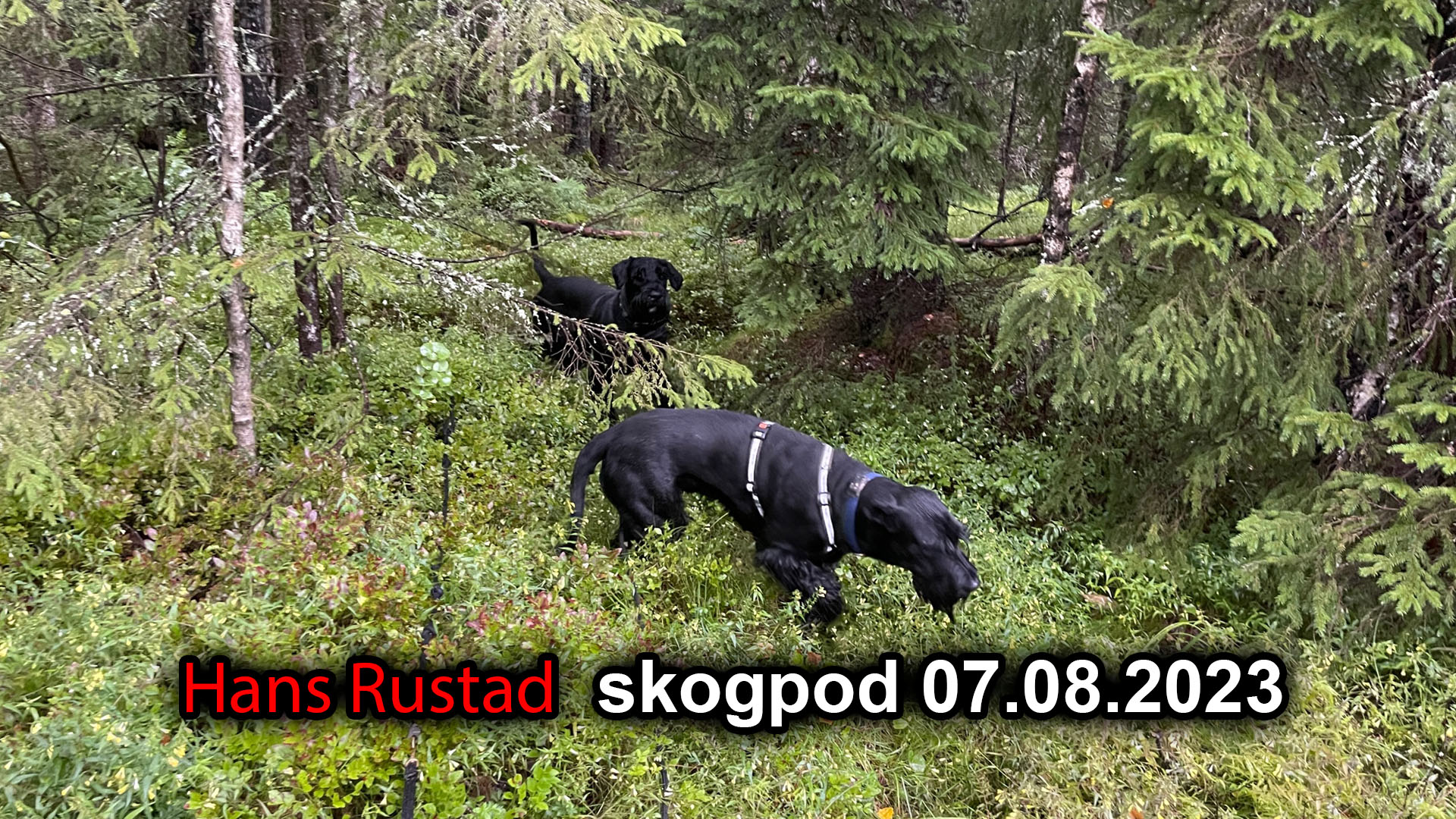 Skogpod 07. august 2023&nbsp;<span>(+)</span>