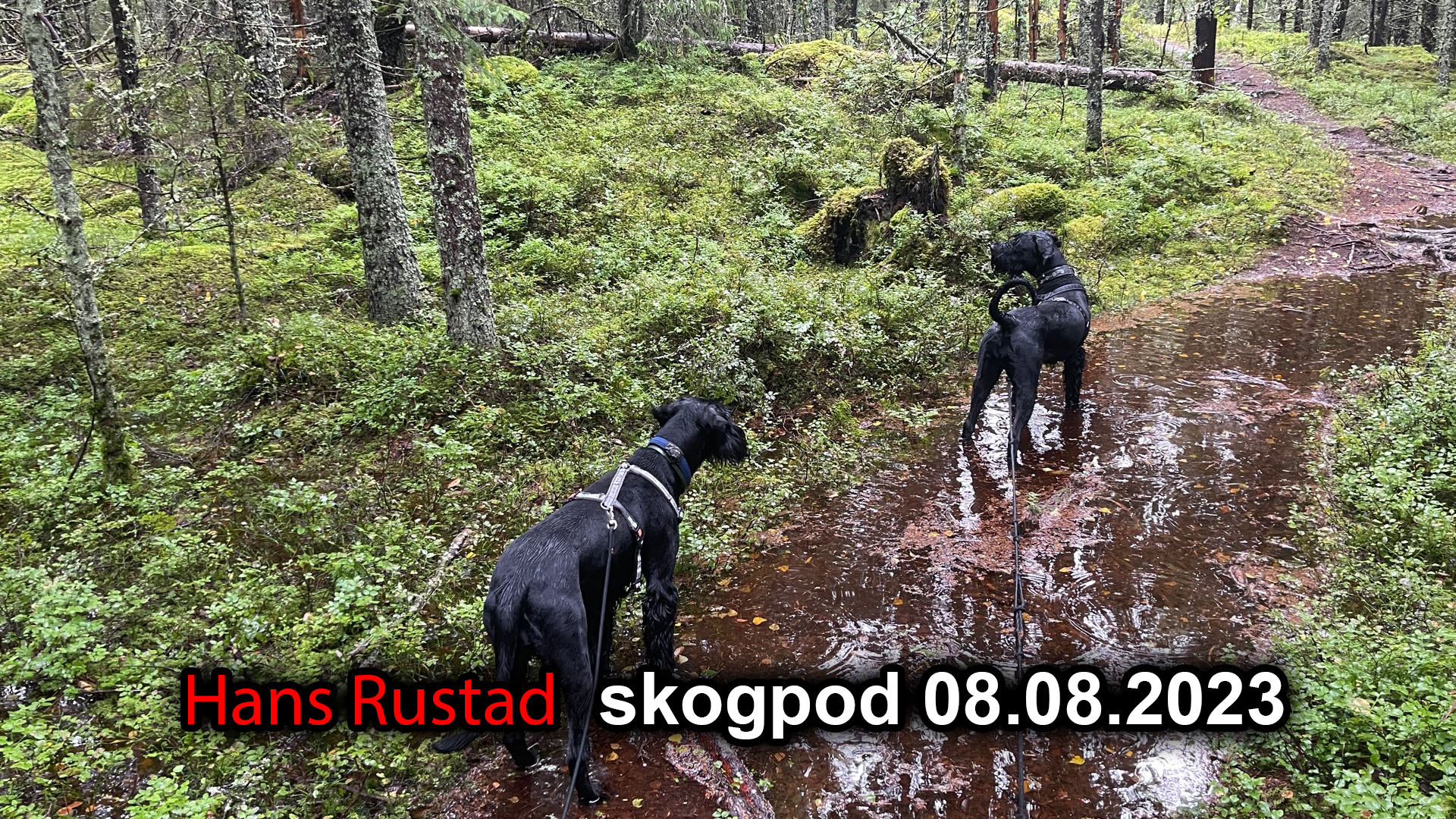 Skogpod 8. august 2023&nbsp;<span>(+)</span>