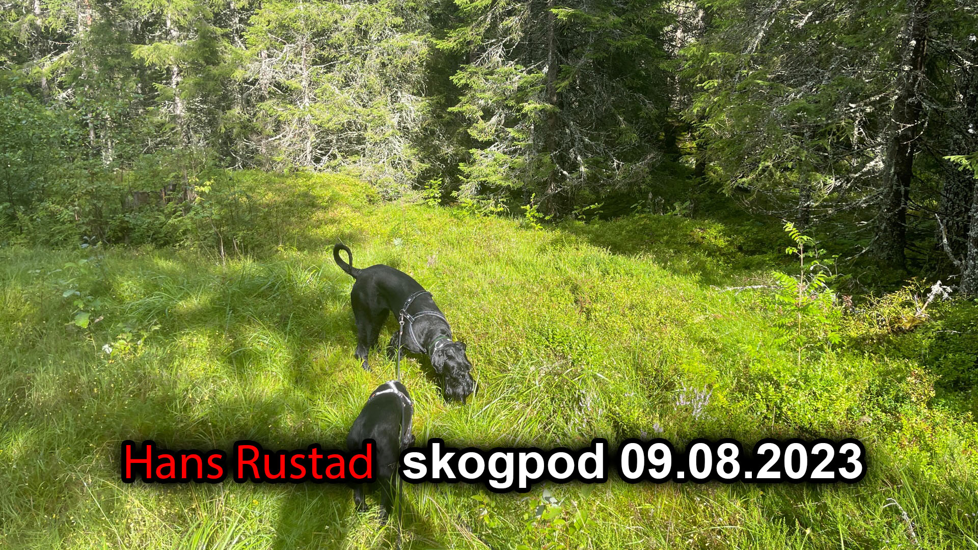 Skogpod 9. august 2023&nbsp;<span>(+)</span>