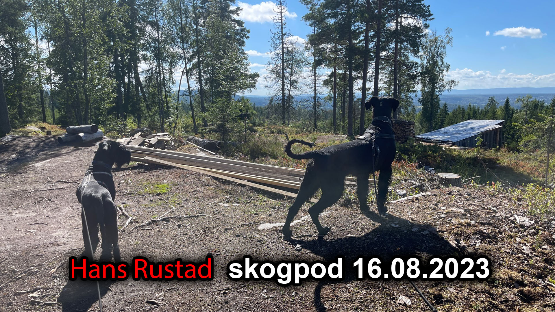 Skogpod 16. august 2023&nbsp;<span>(+)</span>