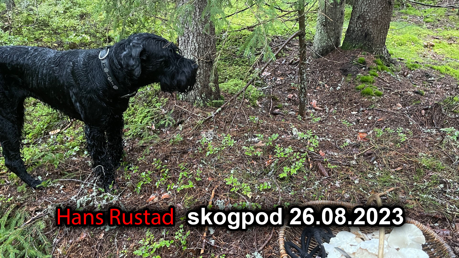 Skogpod 26. august 2023&nbsp;<span>(+)</span>