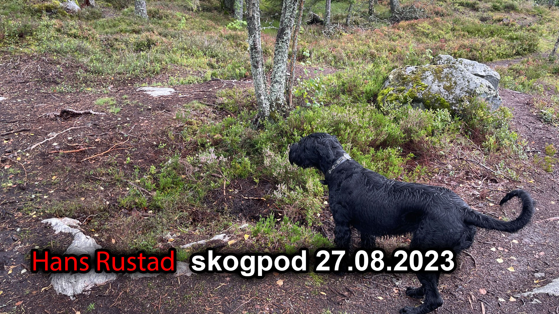 Skogpod 27. august 2023: No surrender&nbsp;<span>(+)</span>