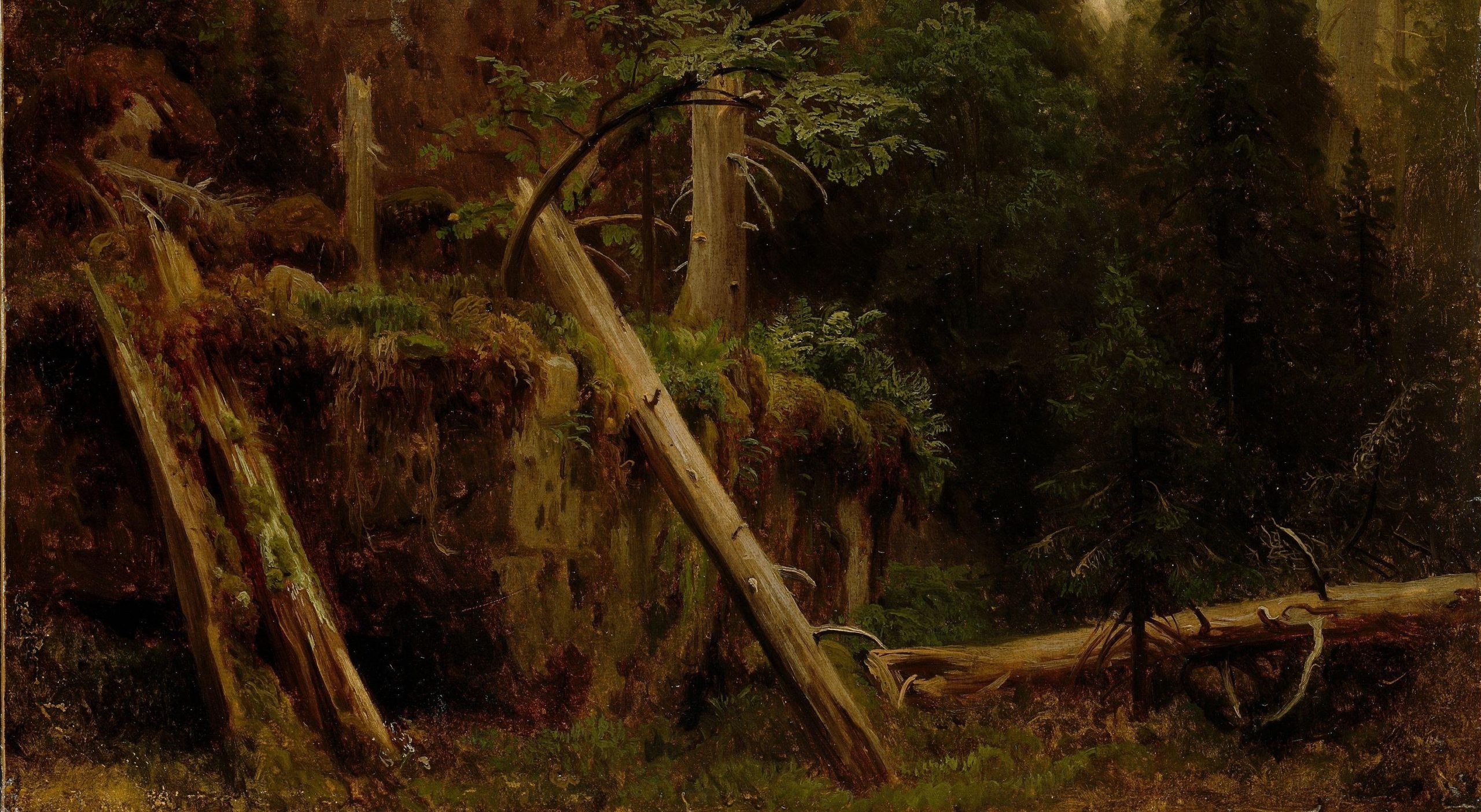 Skogstudie (c.1851)&nbsp;<span>(+)</span>