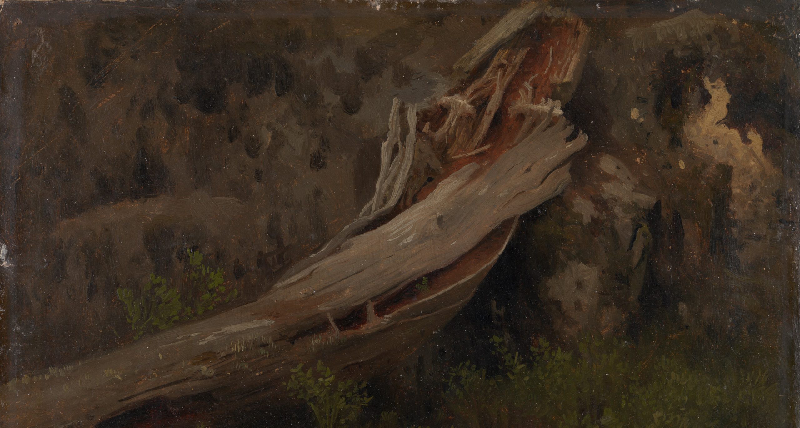Morken trestamme (c.1851).&nbsp;<span>(+)</span>