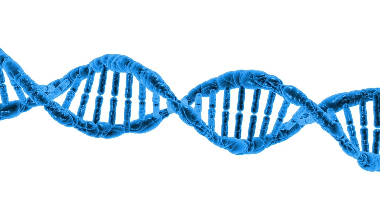 Forskere har fullstendig identifisert Y-kromosomet&nbsp;<span>(+)</span>